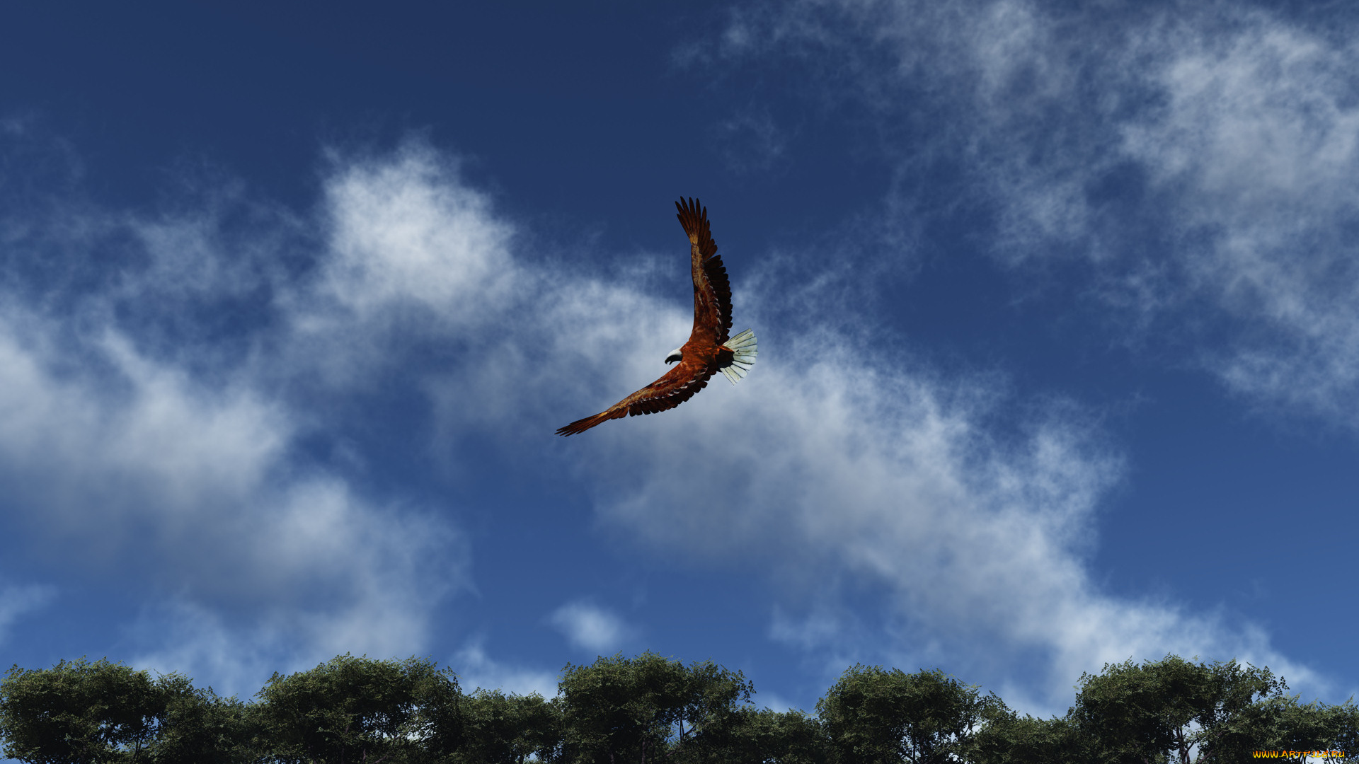 soaring, животные, птицы, хищники, облака, небо, парение, орел