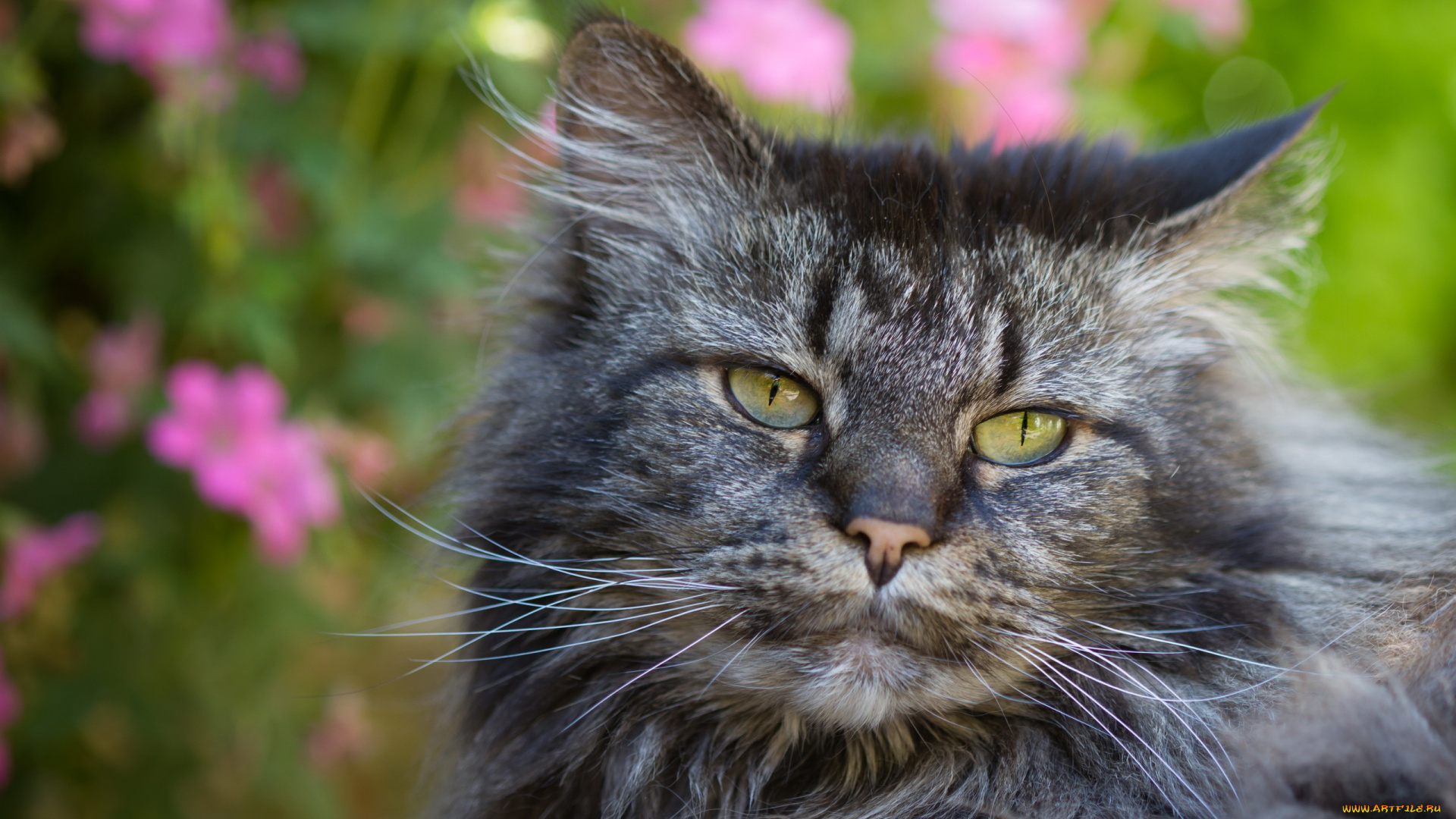 животные, коты, морда