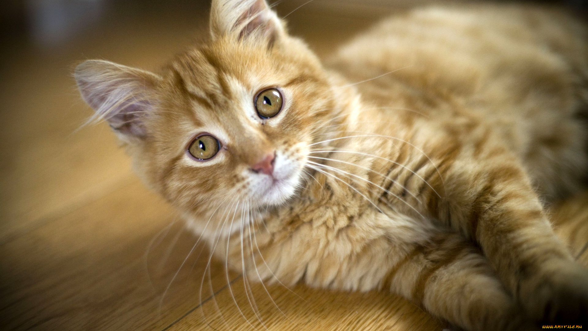 животные, коты, взгляд, рыжий