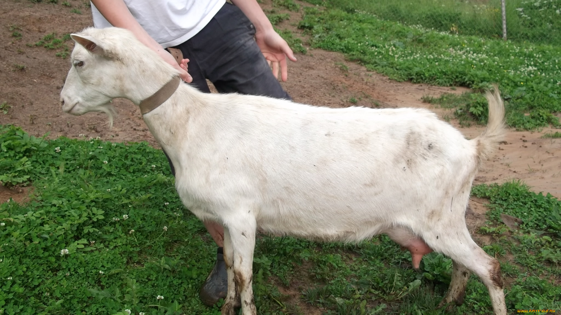 животные, козы, коза