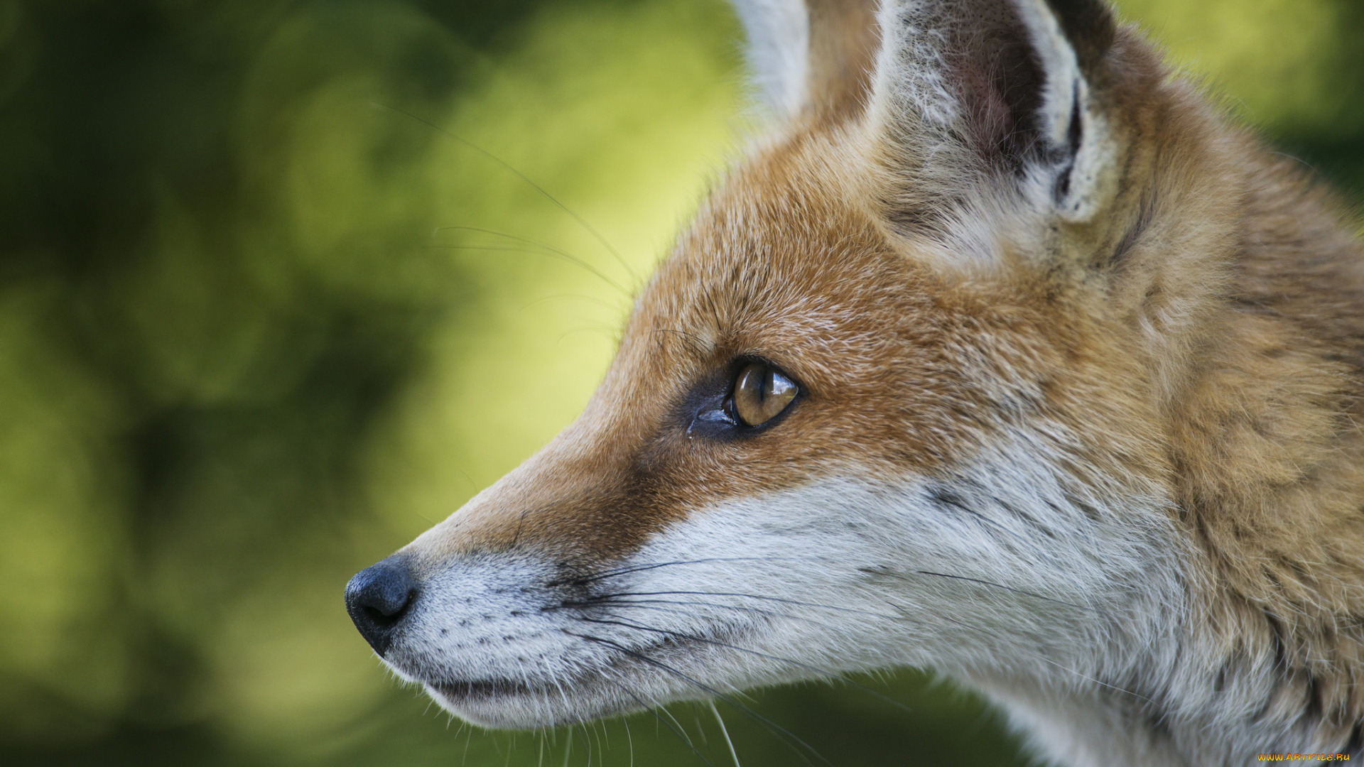 животные, лисы, морда