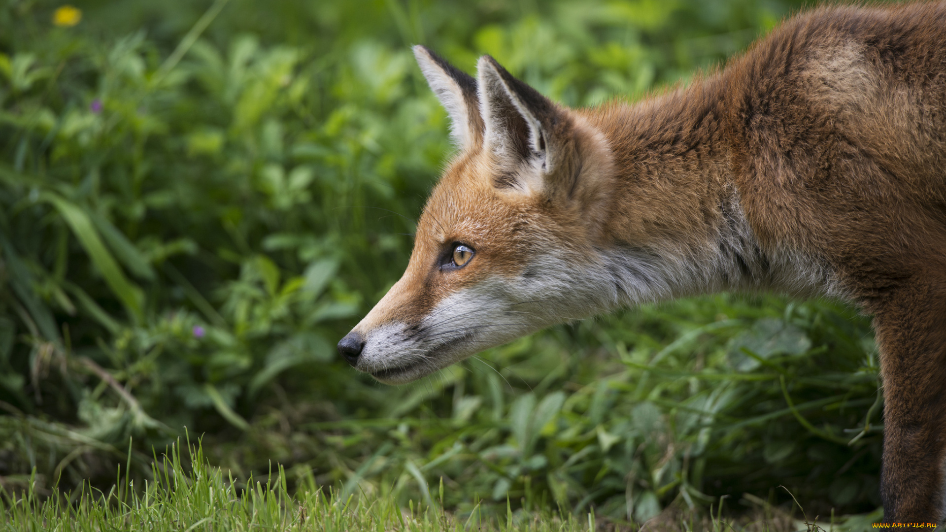 животные, лисы, трава
