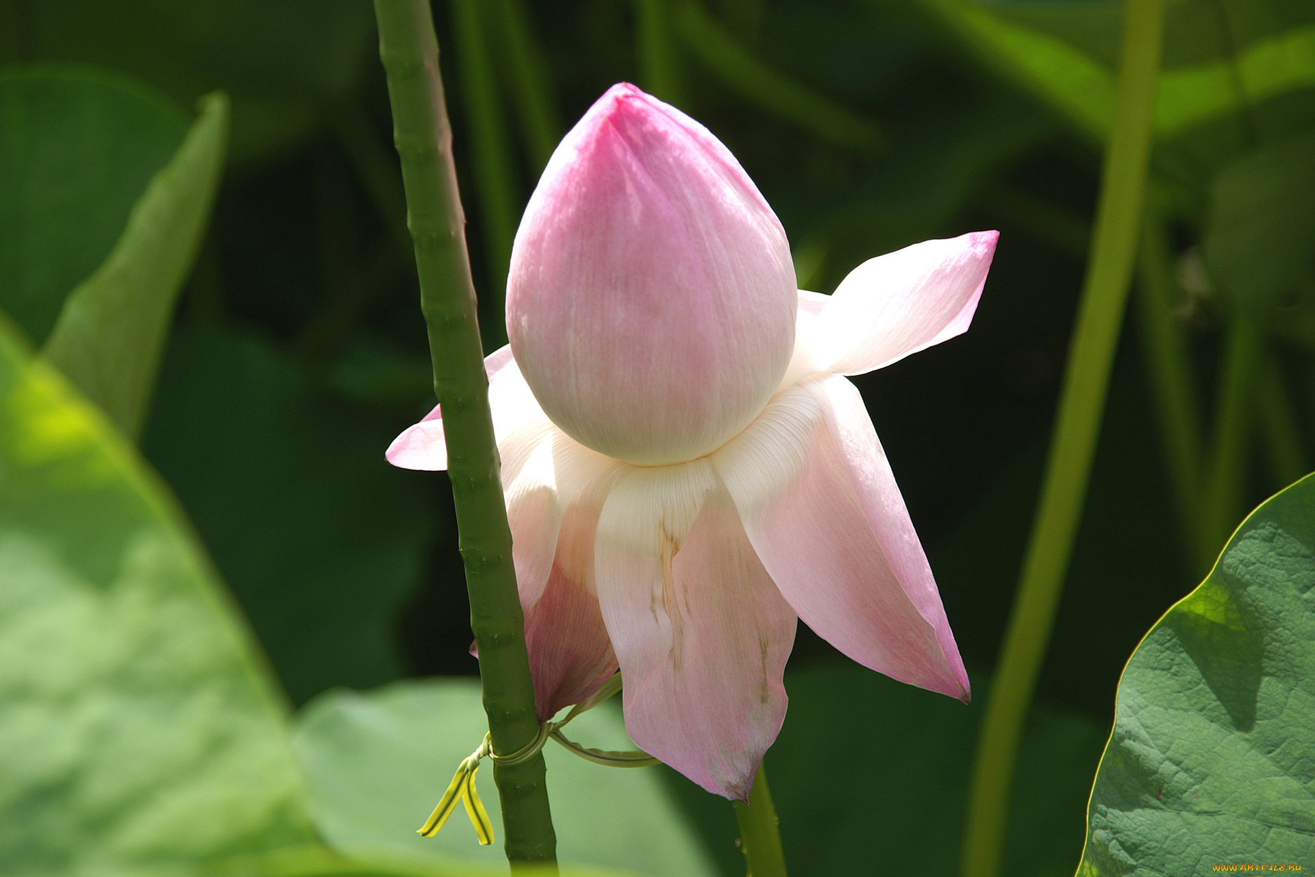 цветы, лотосы, лотос