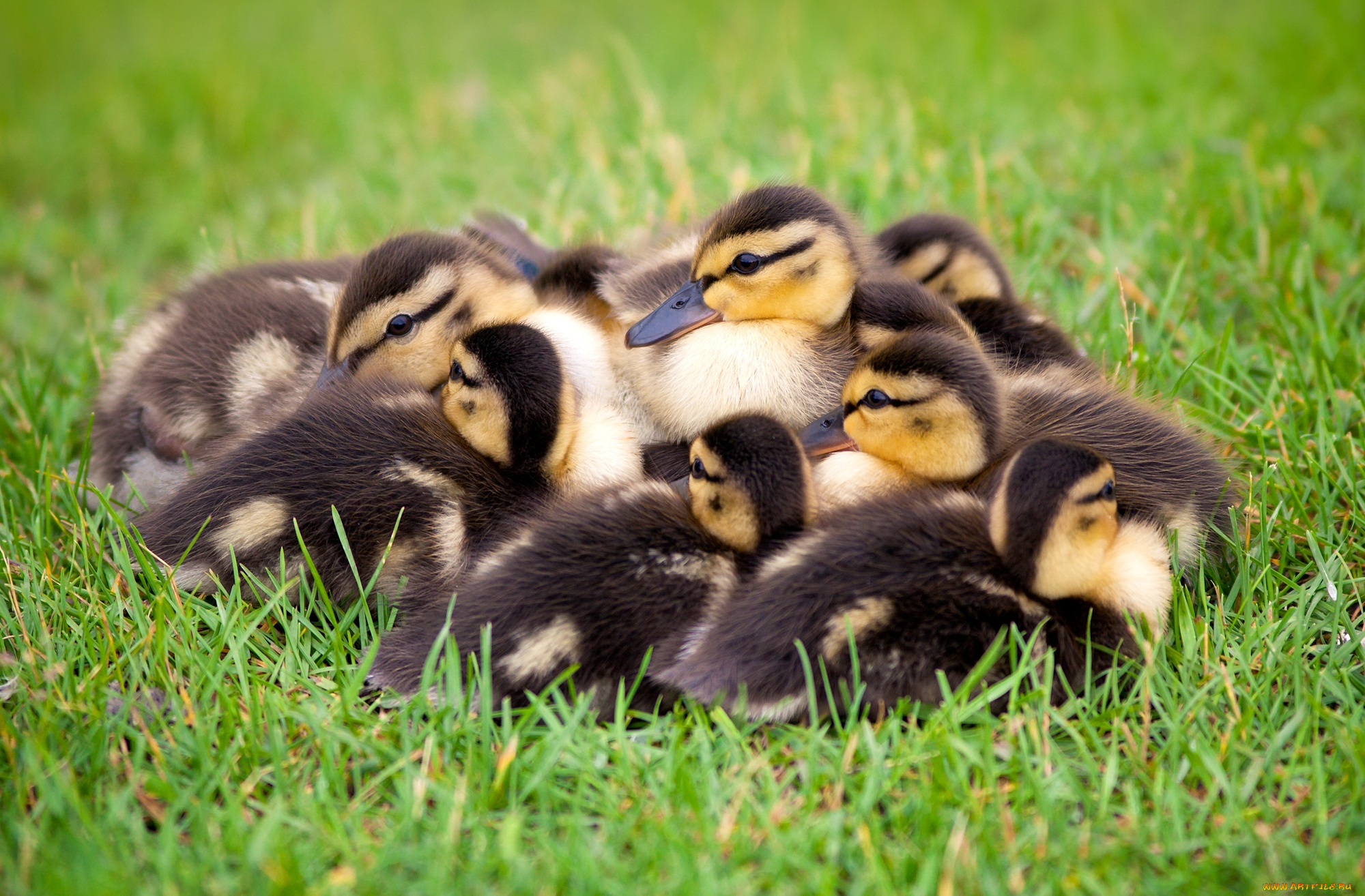 животные, утки, утята, малыши