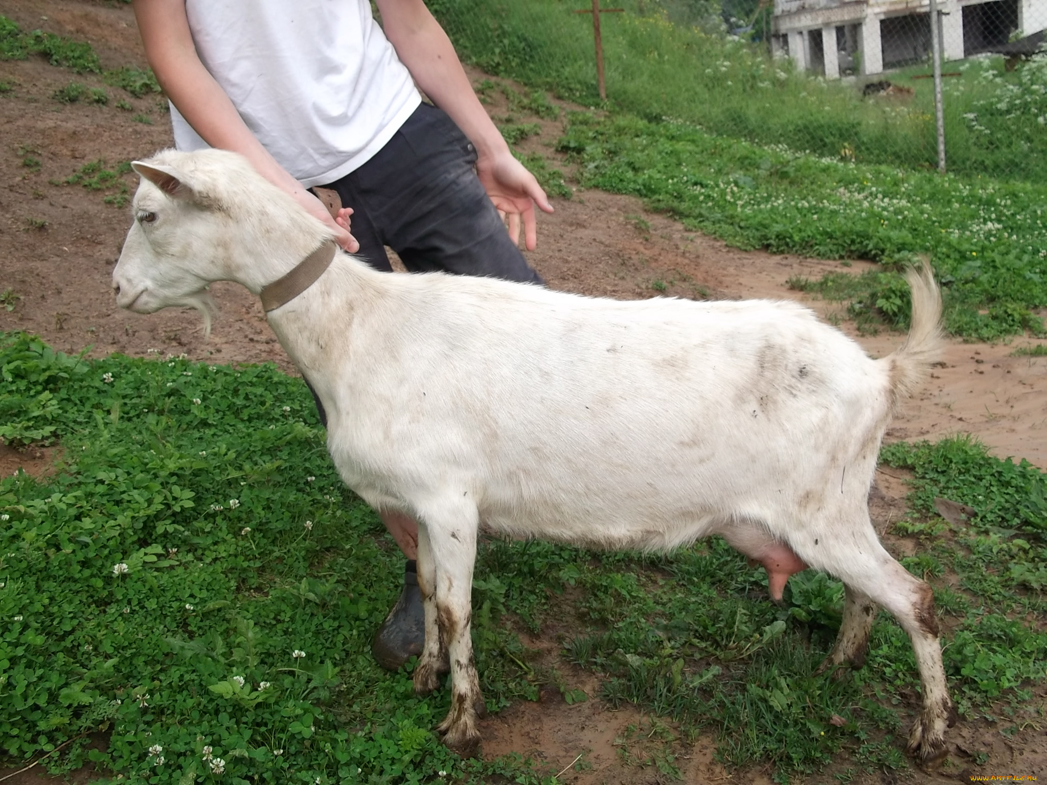 животные, козы, коза