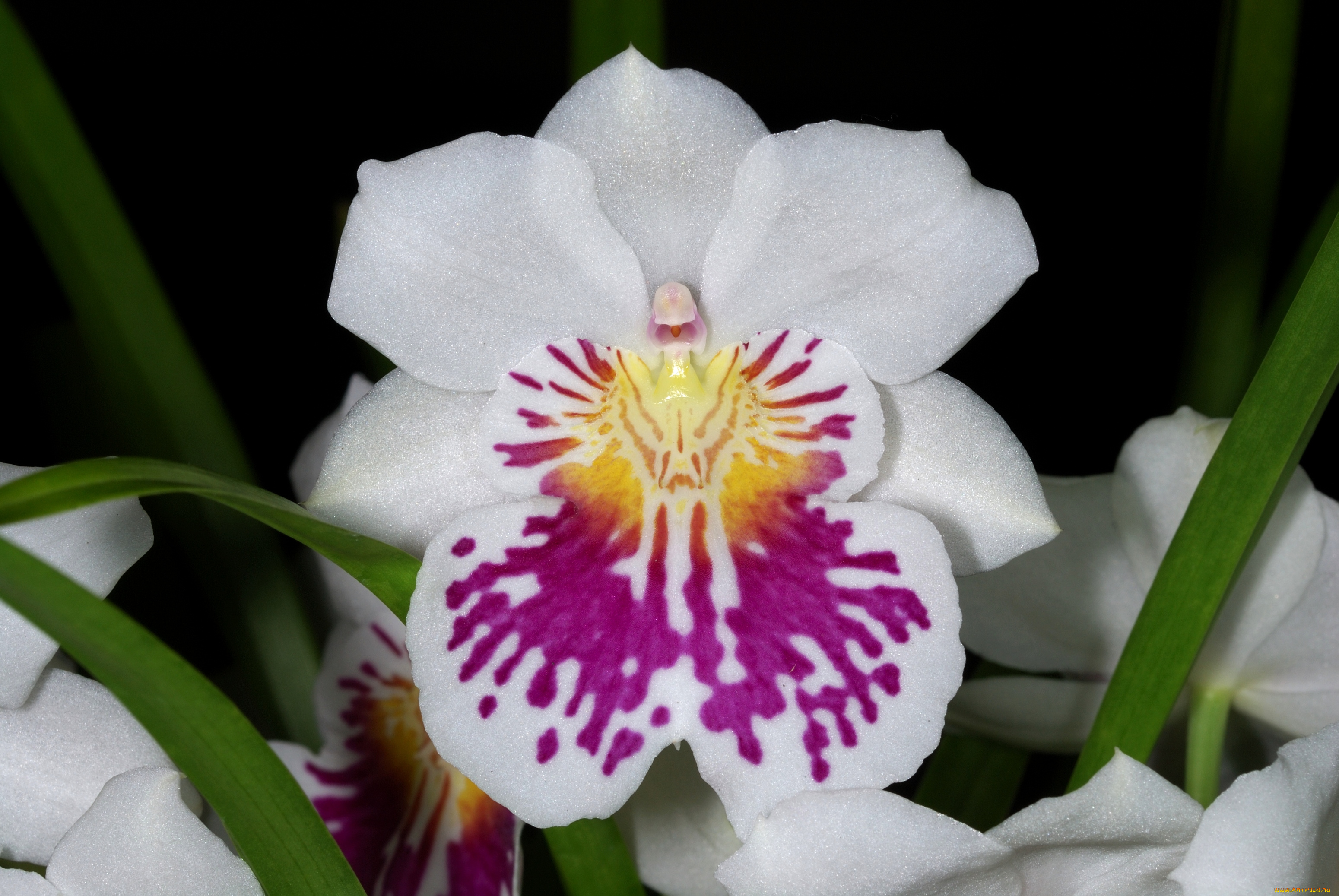 цветы, орхидеи, экзотика