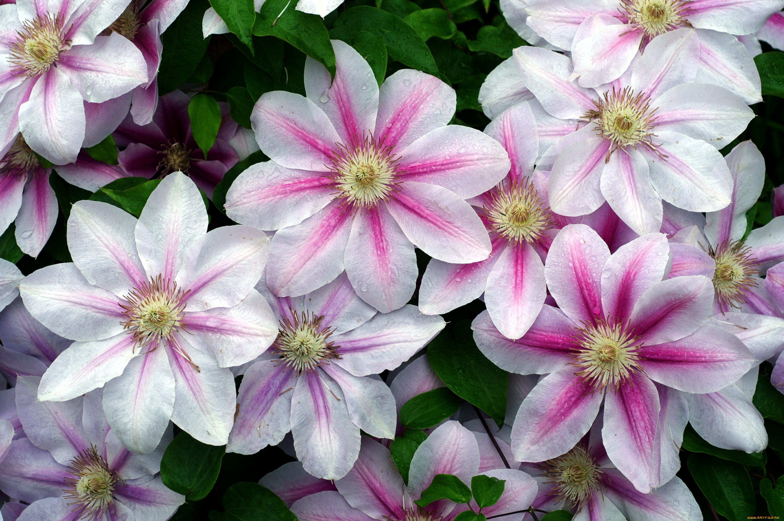 цветы, клематис, ломонос, капли, лепестки, розовый