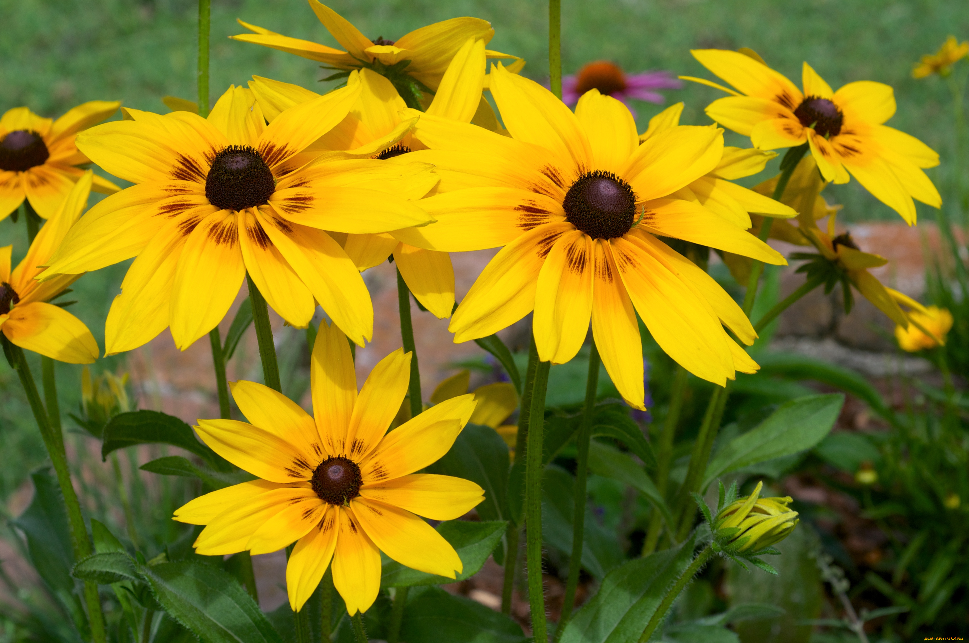 цветы, рудбекия, яркий, желтый