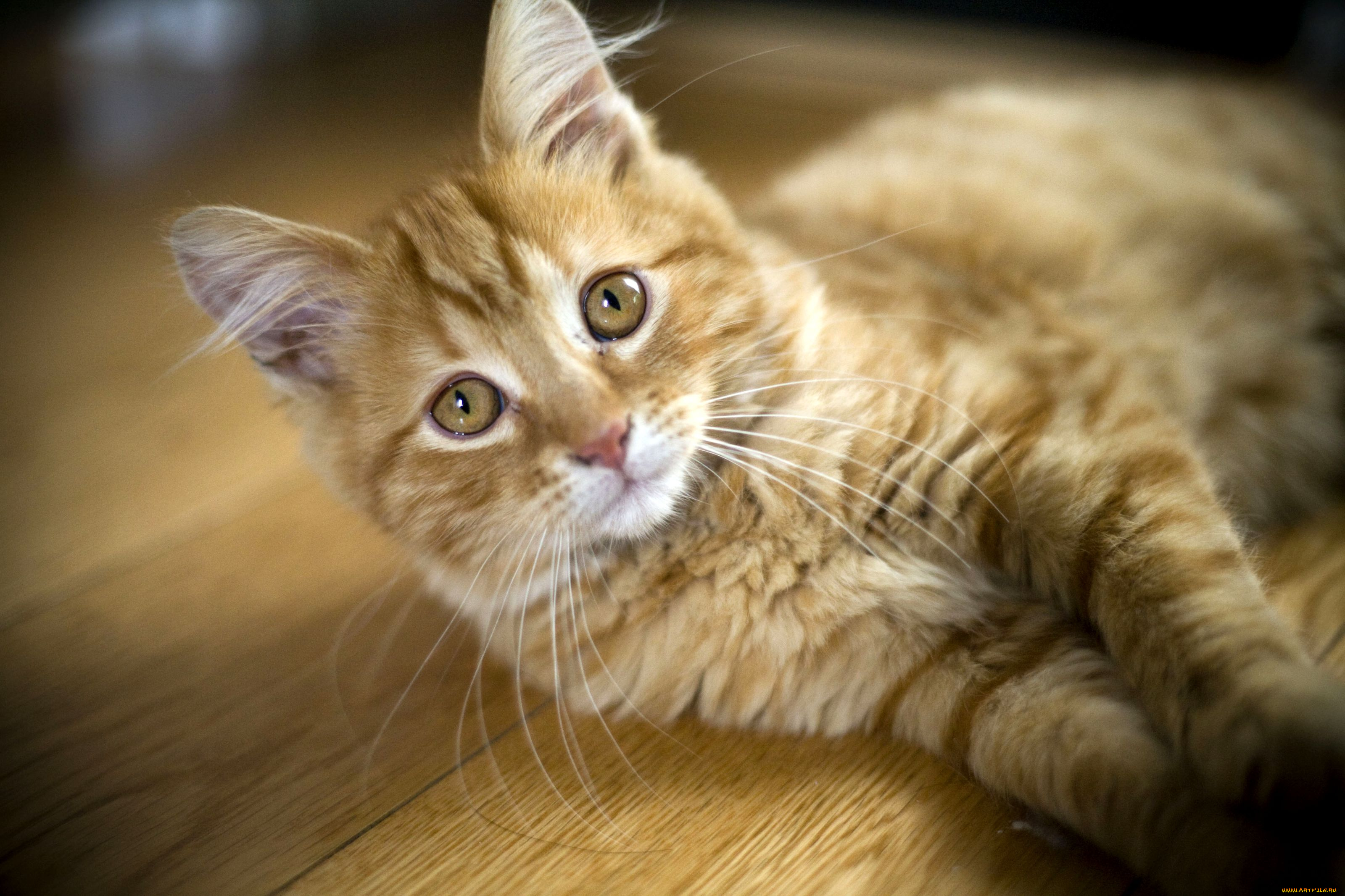 животные, коты, взгляд, рыжий