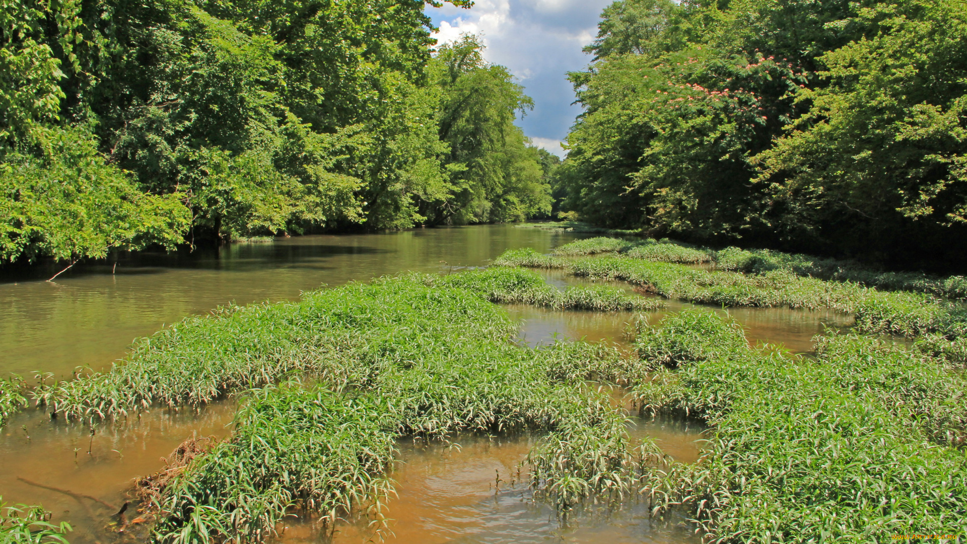 georgia, сша, природа, лес, половодье