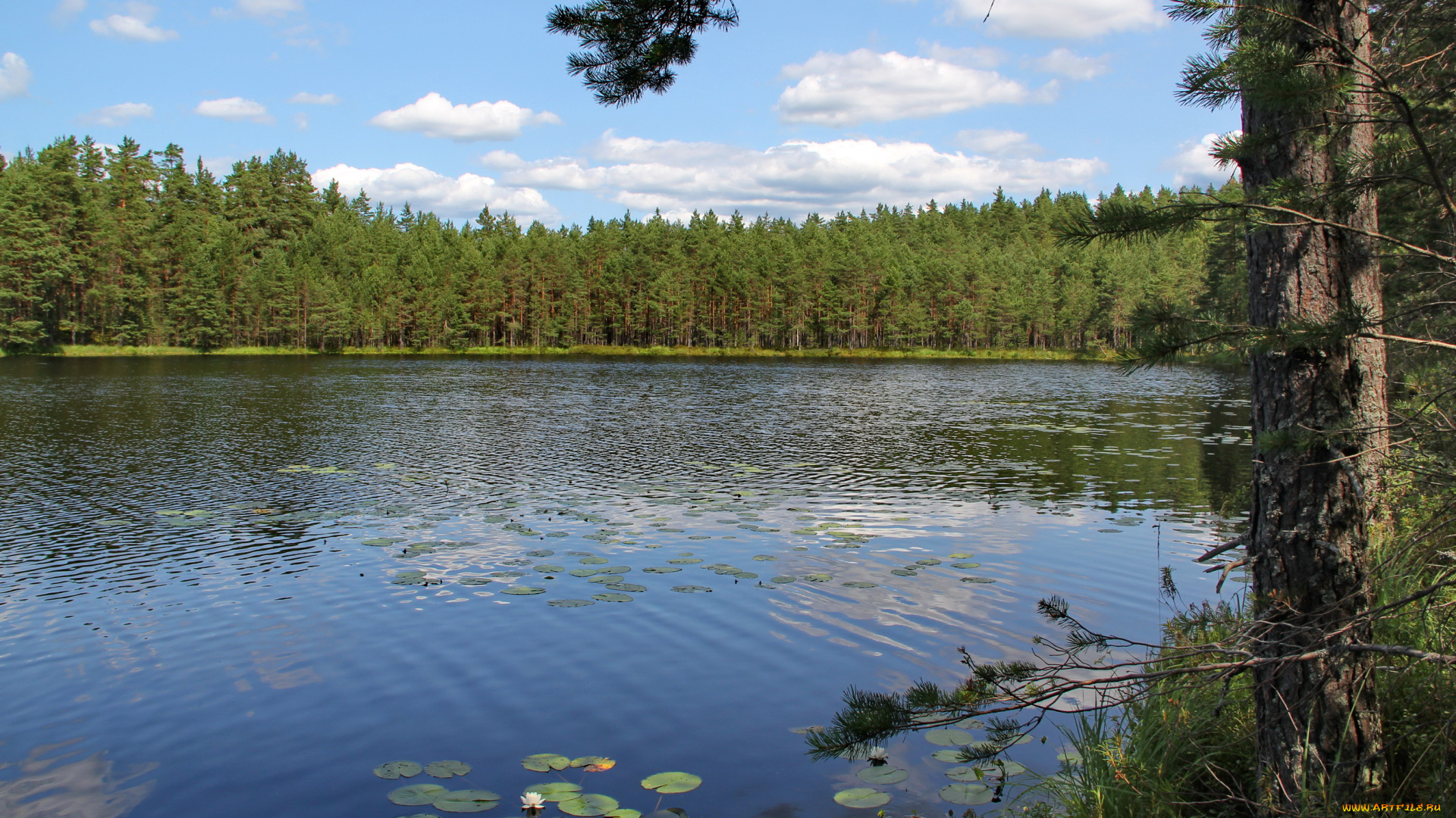 ленинградская, область, выборг, природа, реки, озера, река, камыши