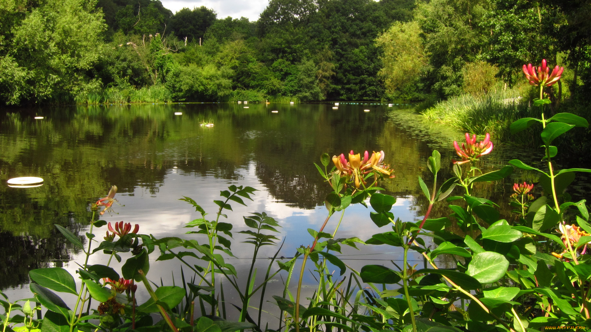 лондон, природа, парк, водоем, растения, деревья
