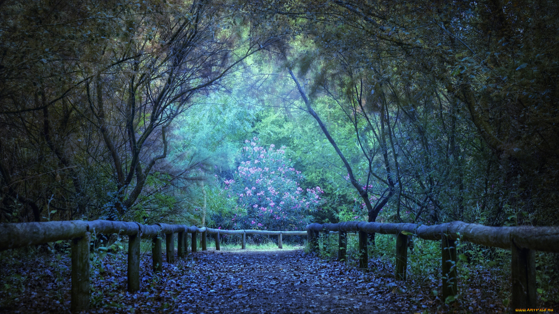 природа, дороги, деревья, таинственный, мистический