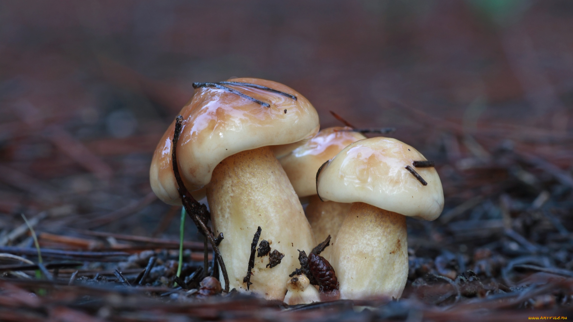 природа, грибы, трио, молоденькие, красавчики