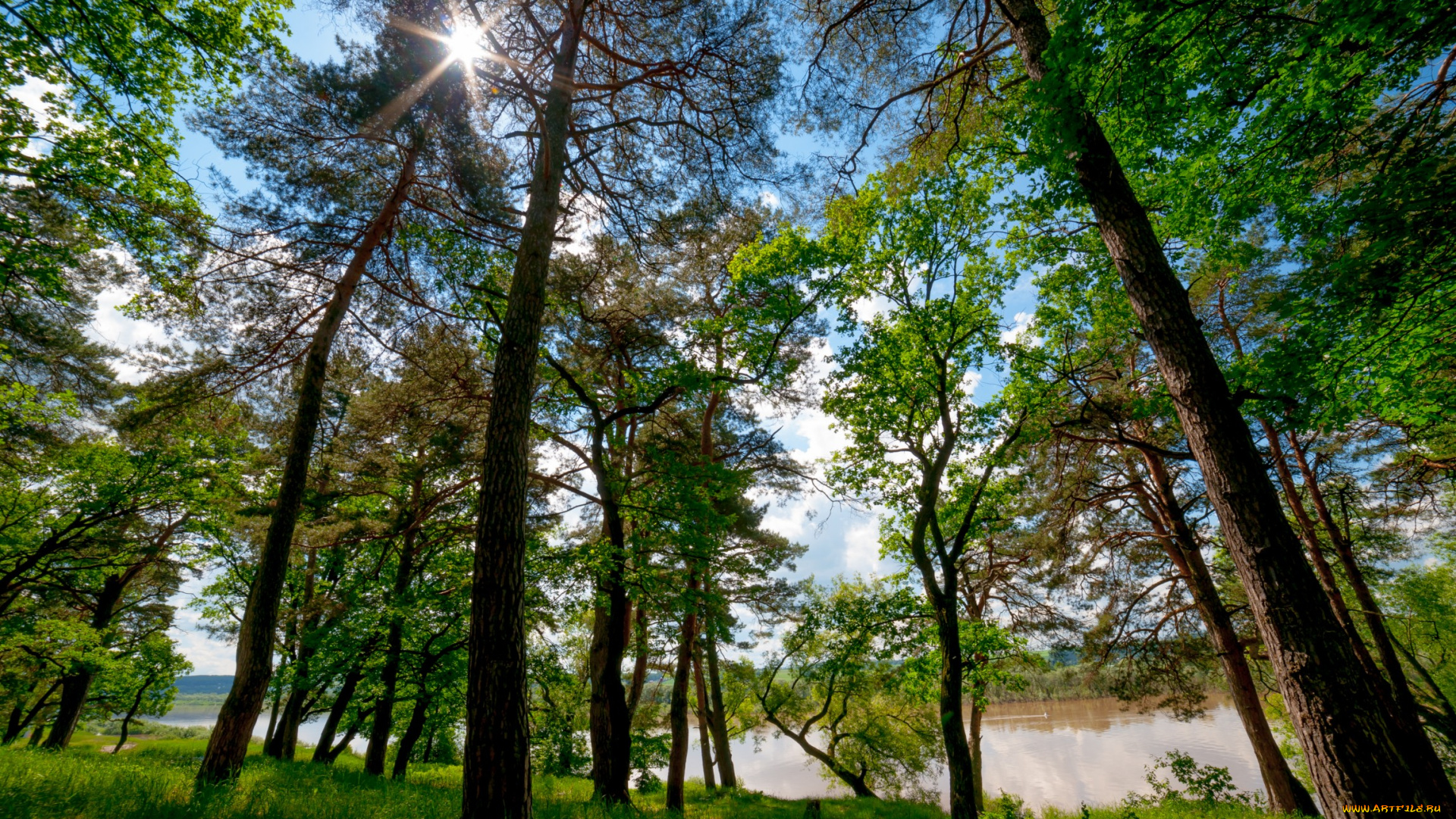 природа, лес, озеро, стволы, кроны, свет, лучи