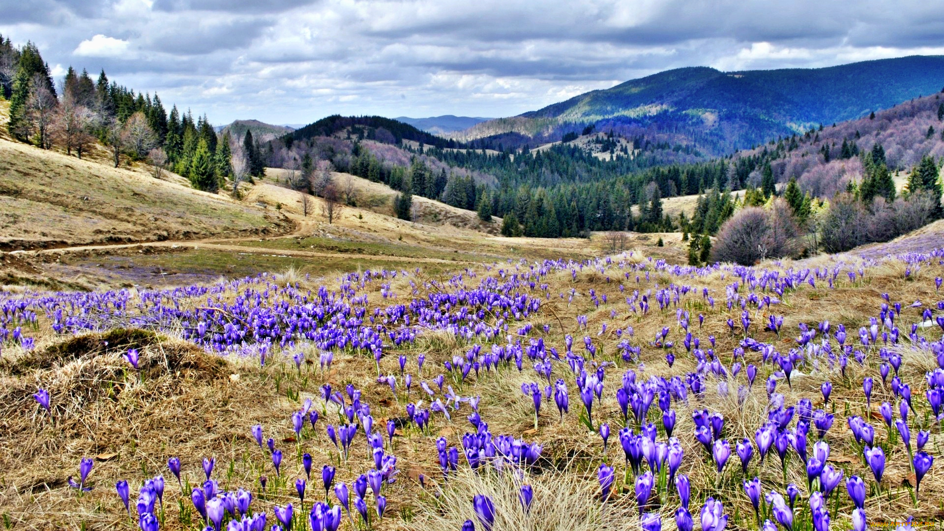 природа, луга, горы, леса, луг, трава, цветы