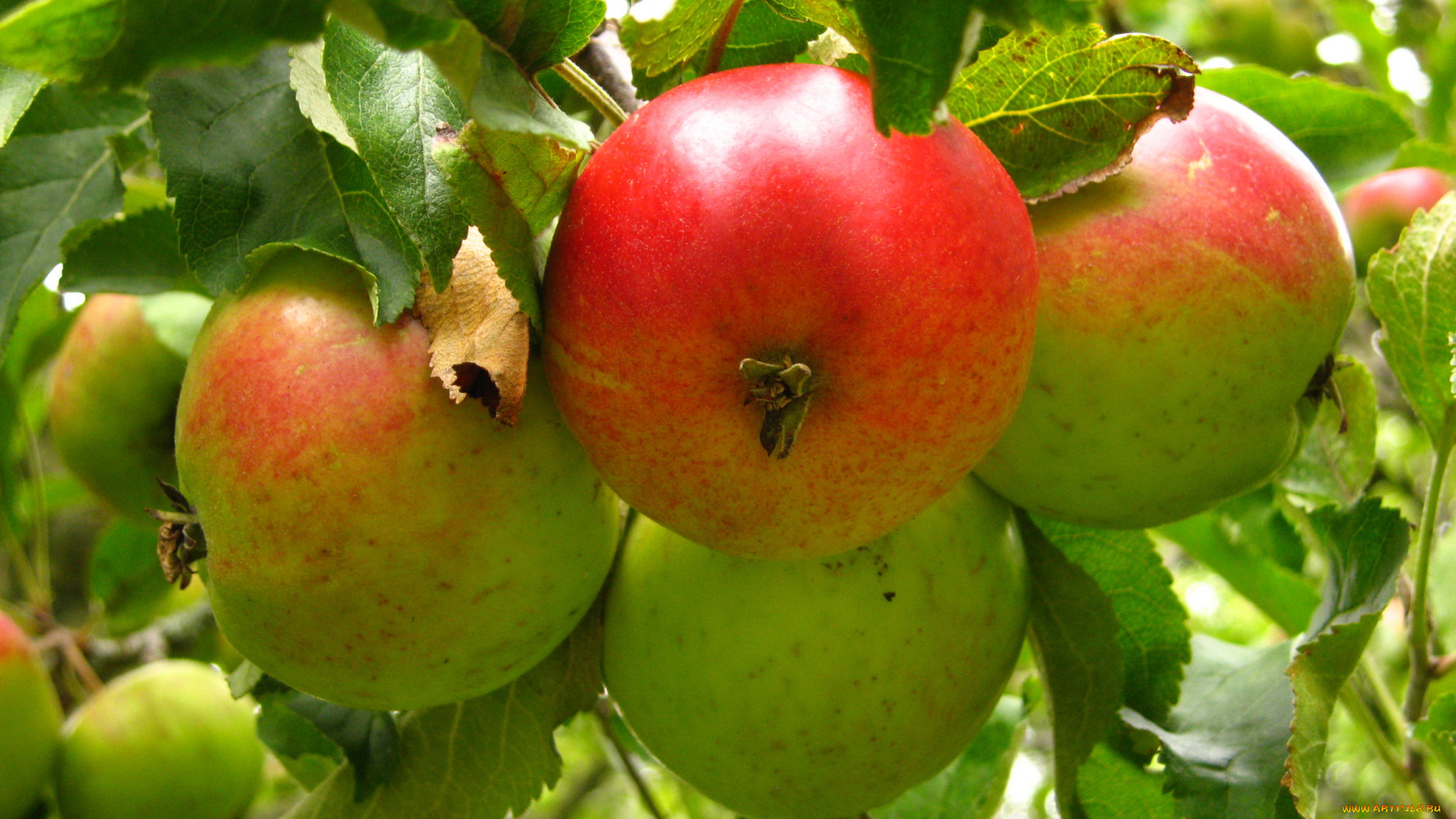 природа, плоды, яблоки, ветка
