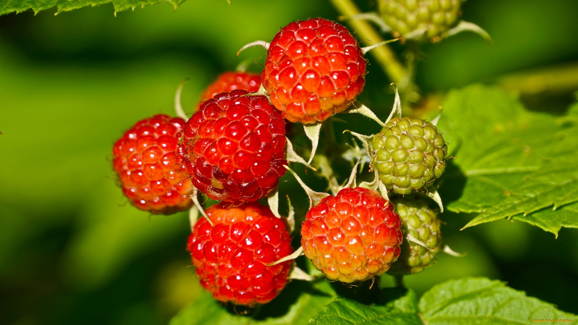 природа, Ягоды, малина