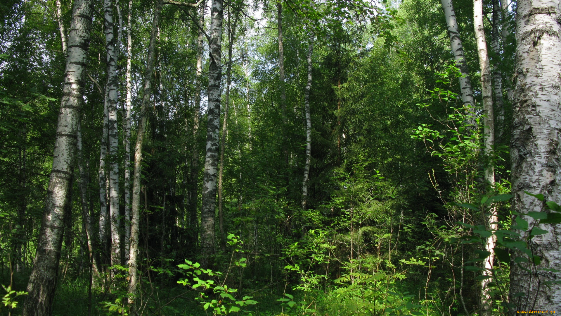 русский, лес, природа, россия, лето, деревья