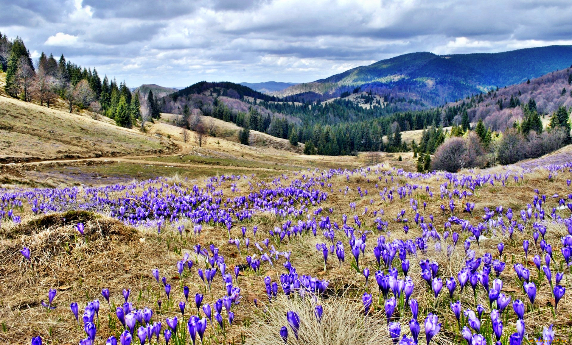 природа, луга, горы, леса, луг, трава, цветы