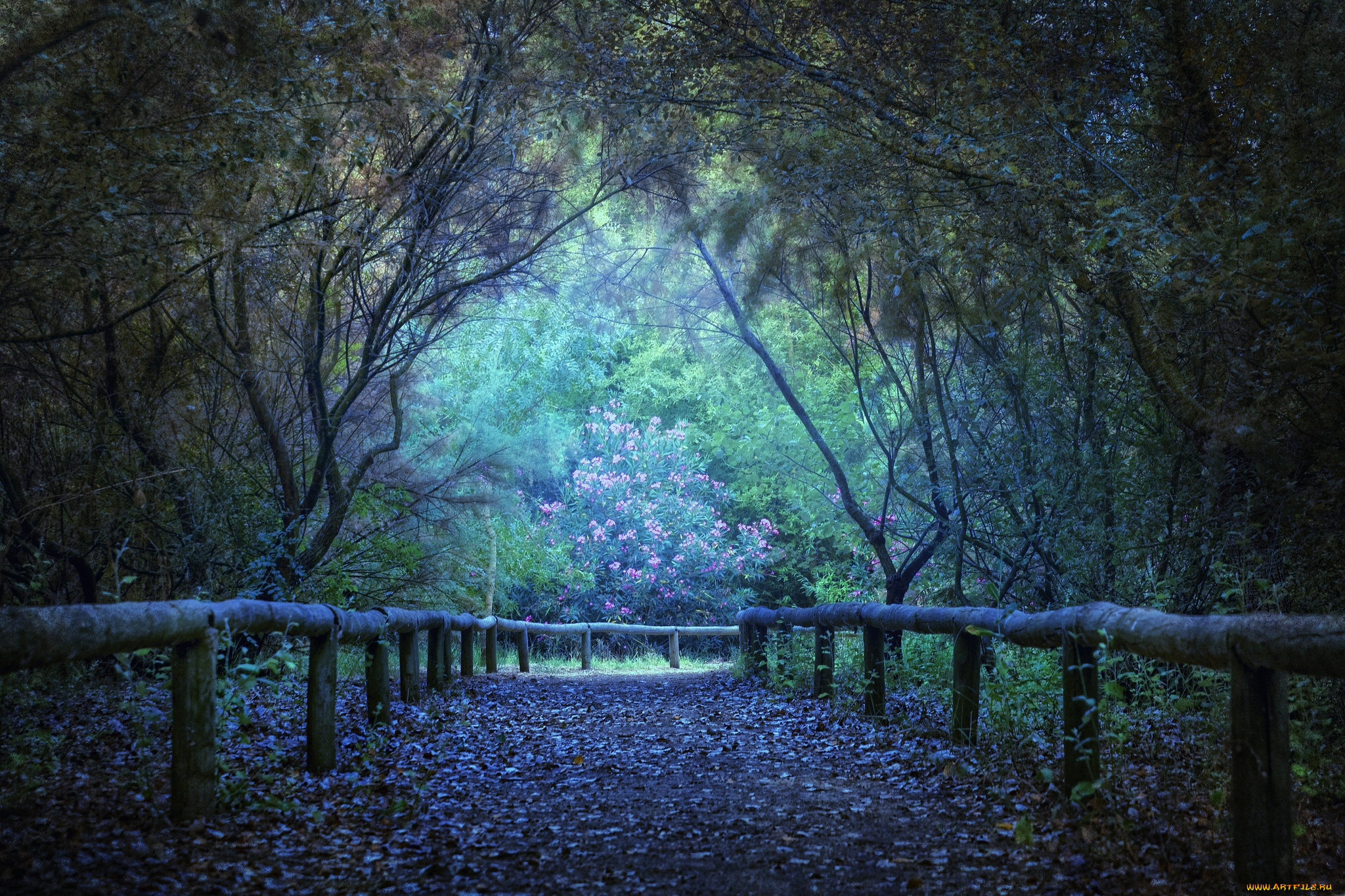 природа, дороги, деревья, таинственный, мистический