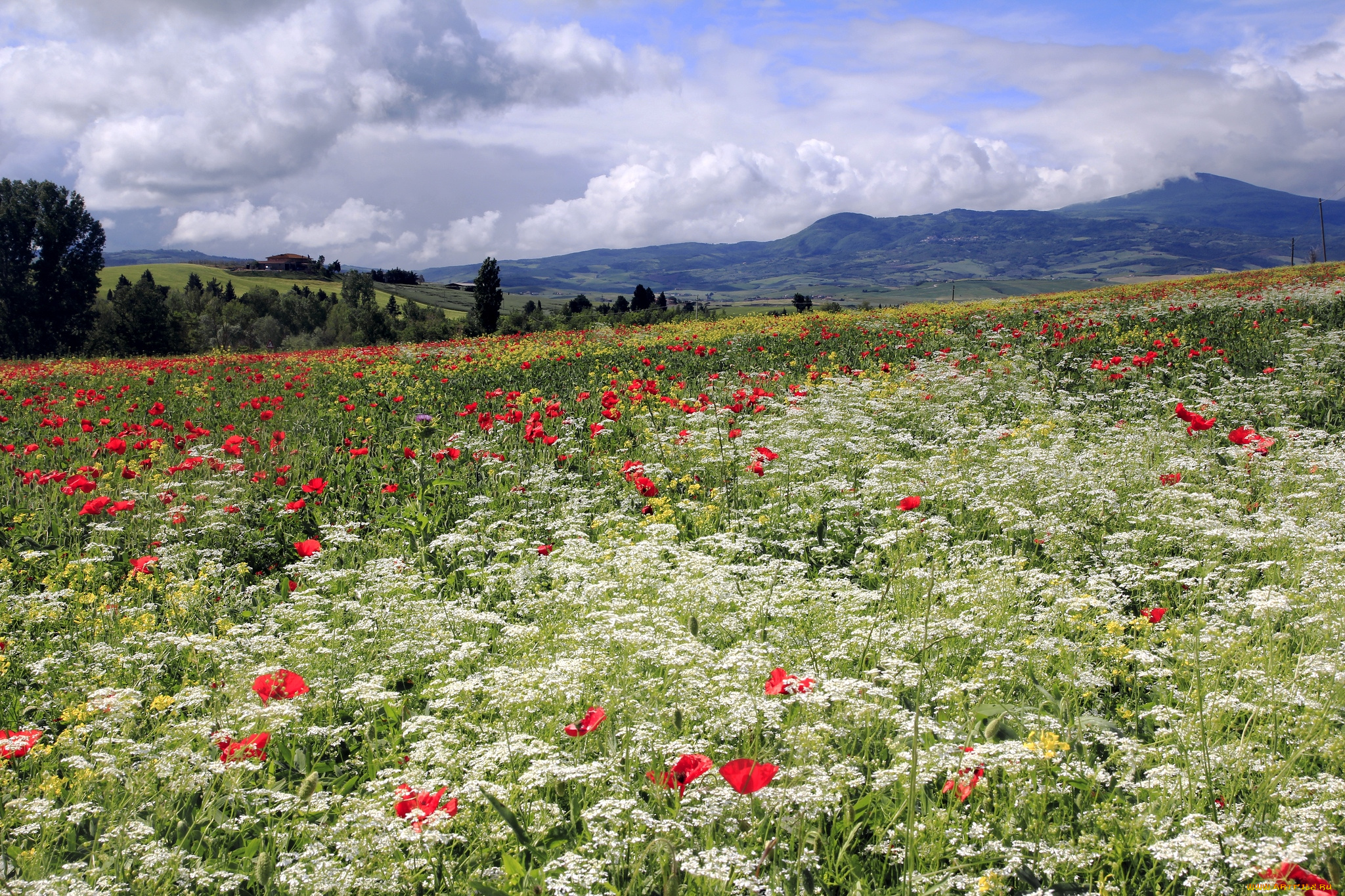 природа, луга, горы, маки, дикая, морковь