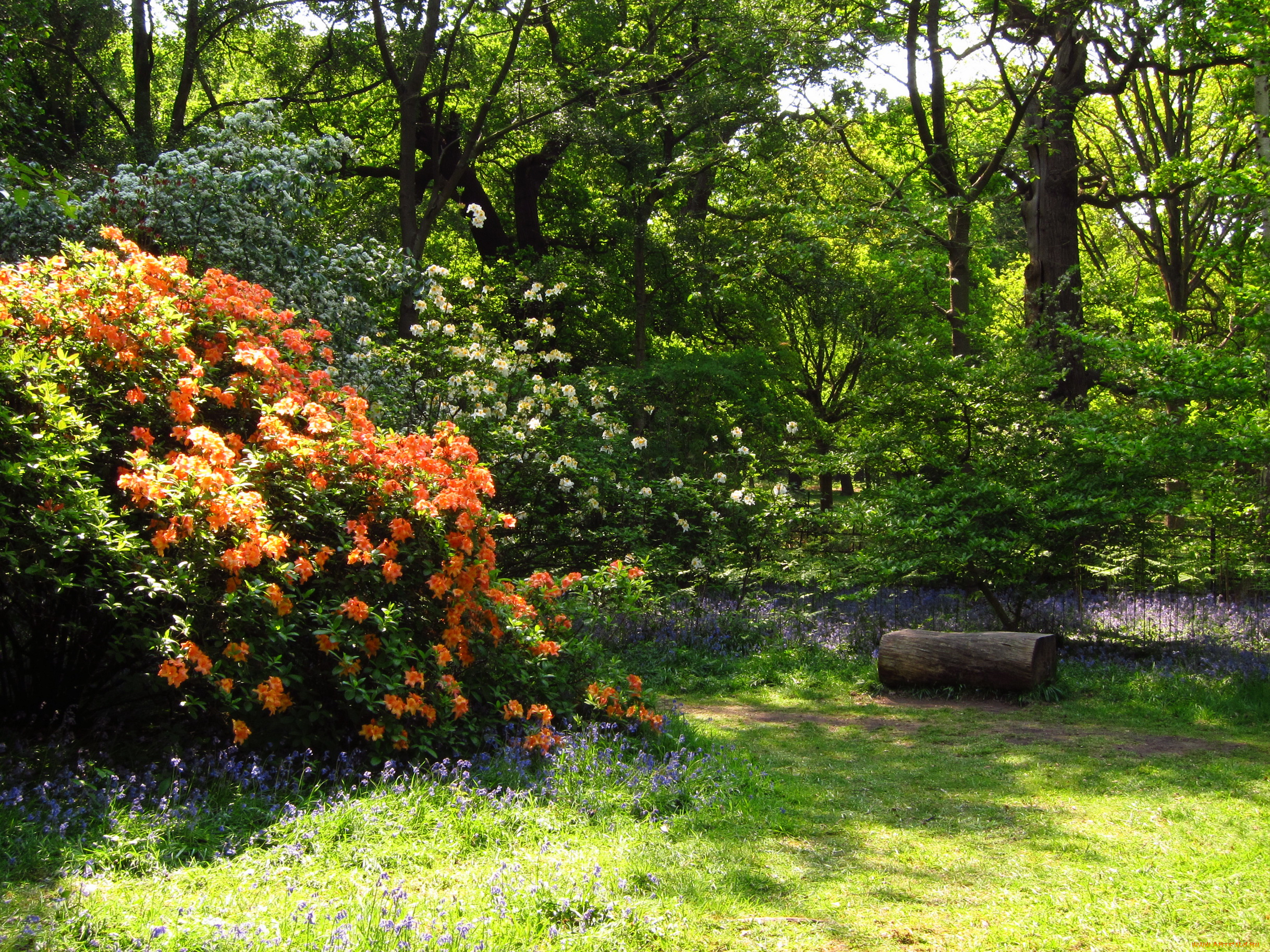 azalea, garden, richmond, england, природа, парк, кусты, деревья