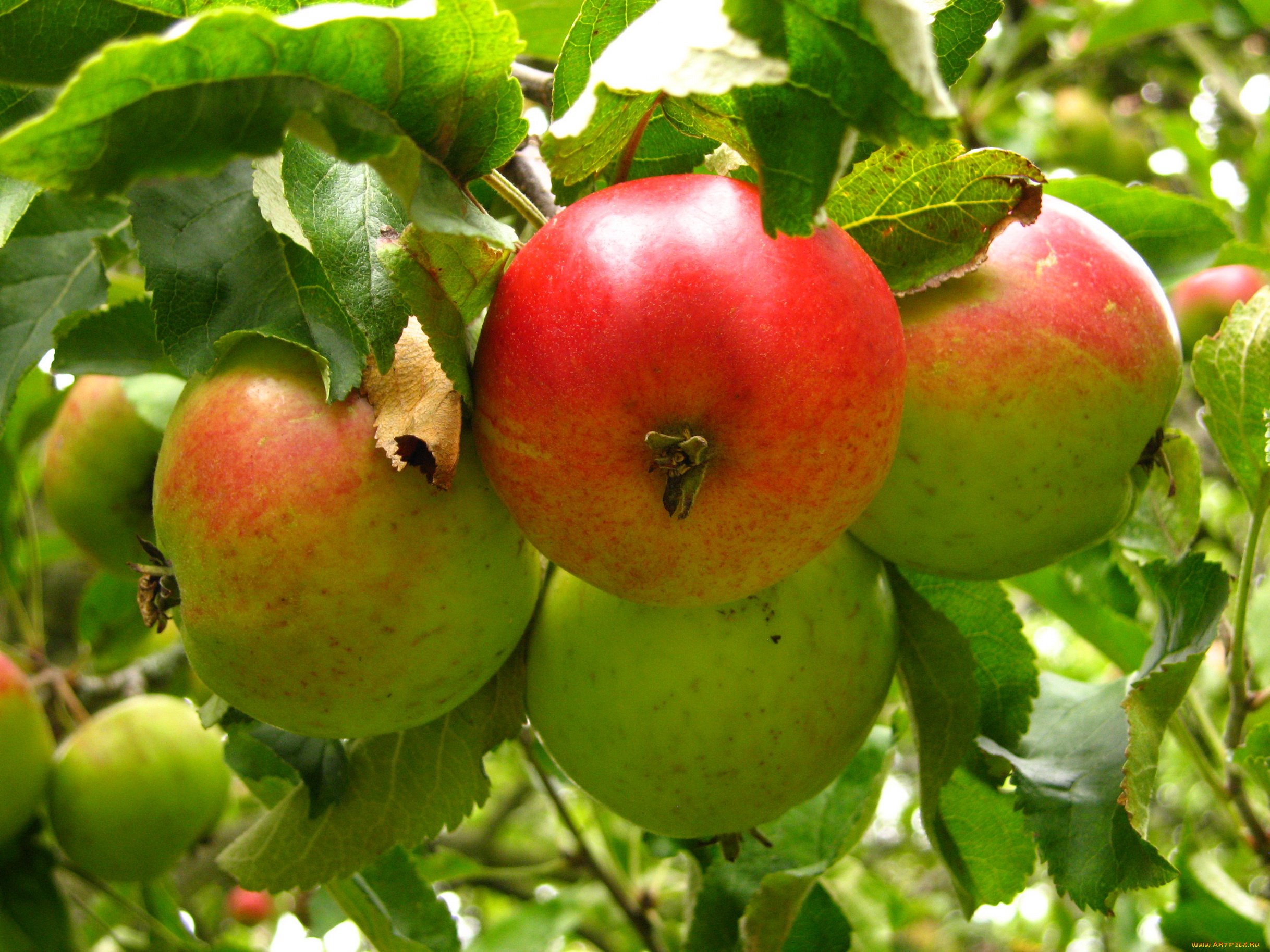 природа, плоды, яблоки, ветка