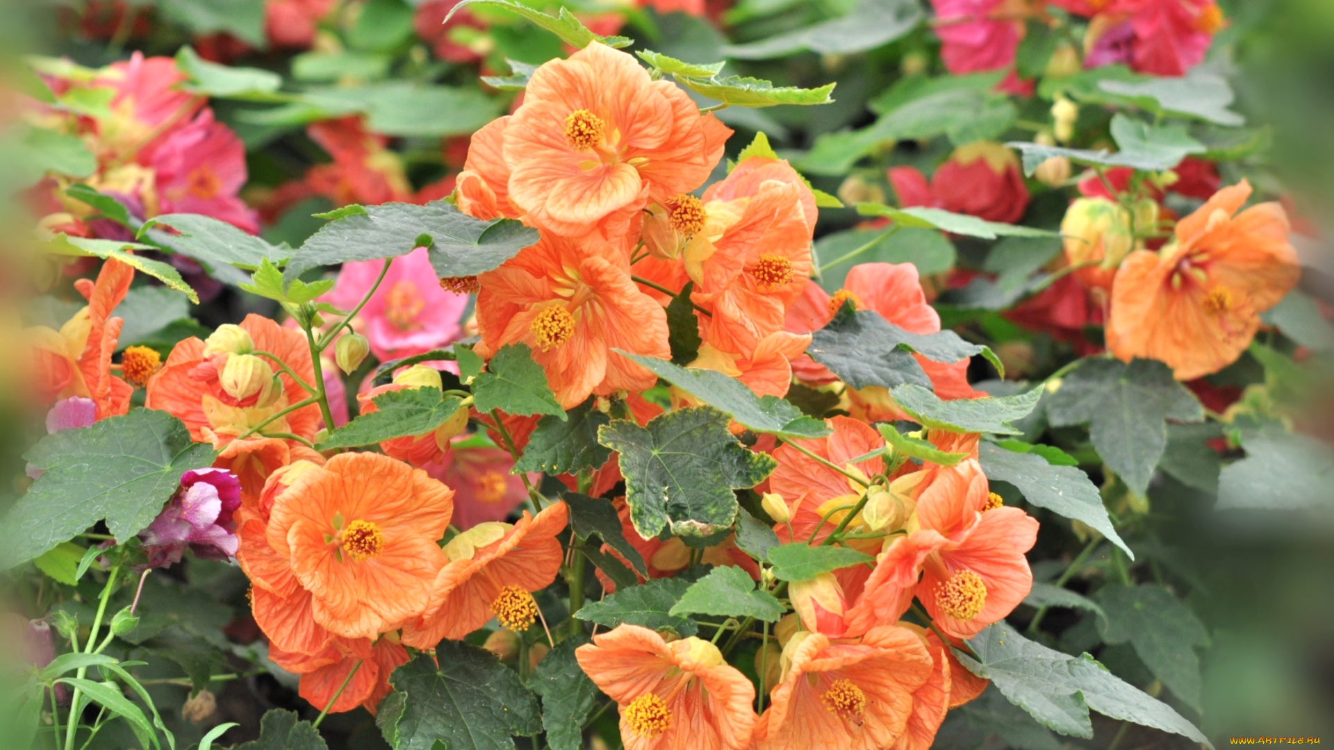 цветы, абутилоны, оранжевый