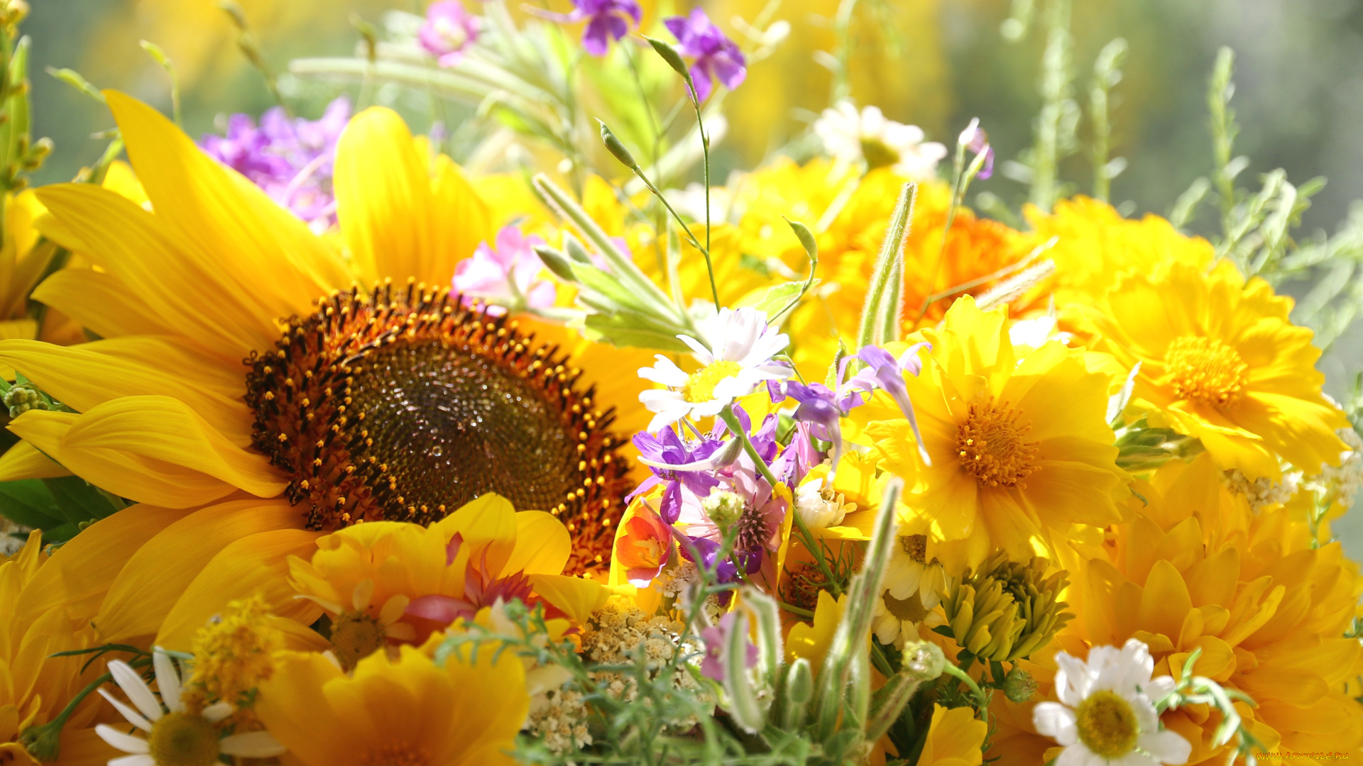 цветы, букеты, , композиции, подсолнух, желтый