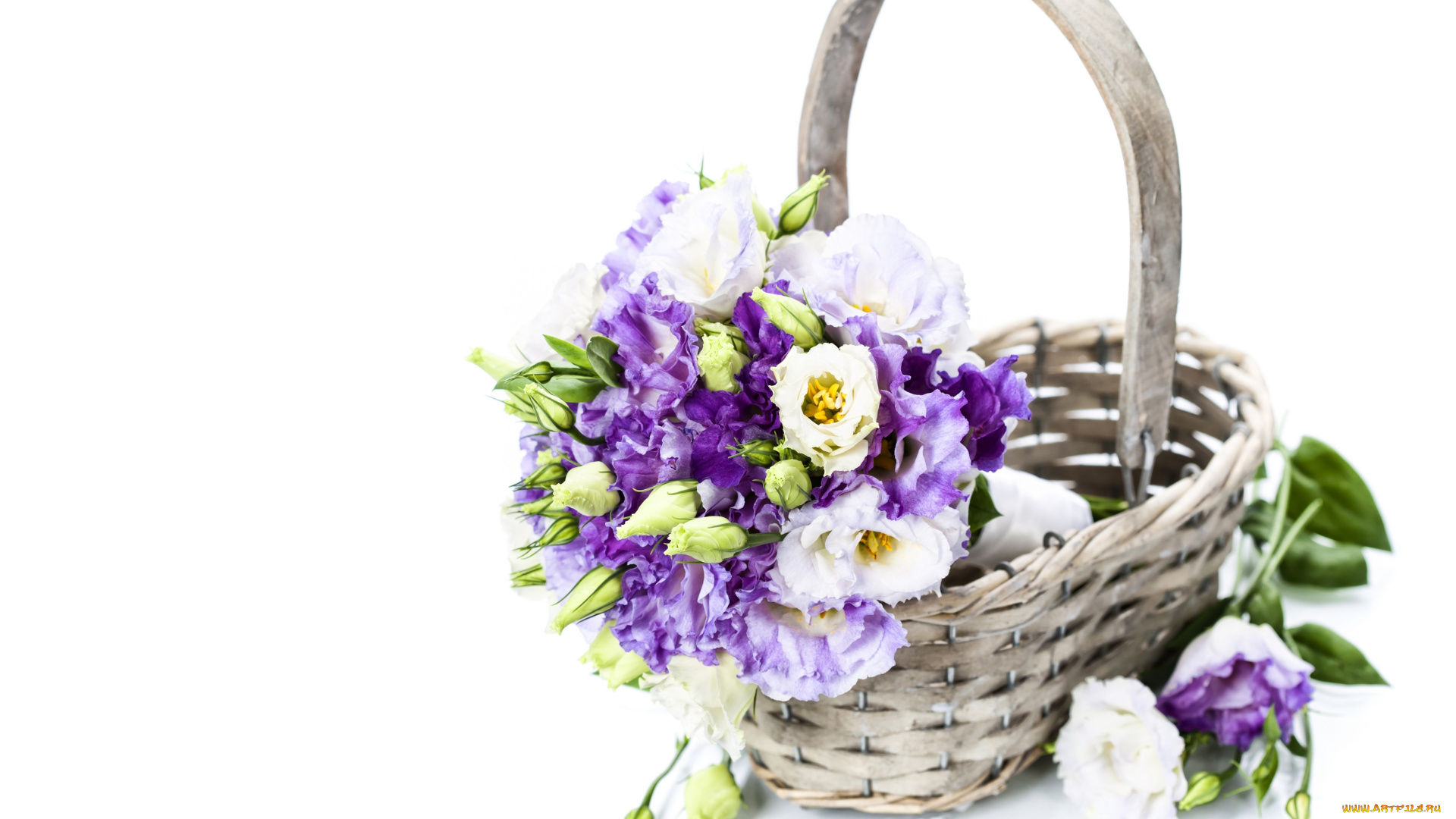 цветы, эустома, фиолетовые, лепестки