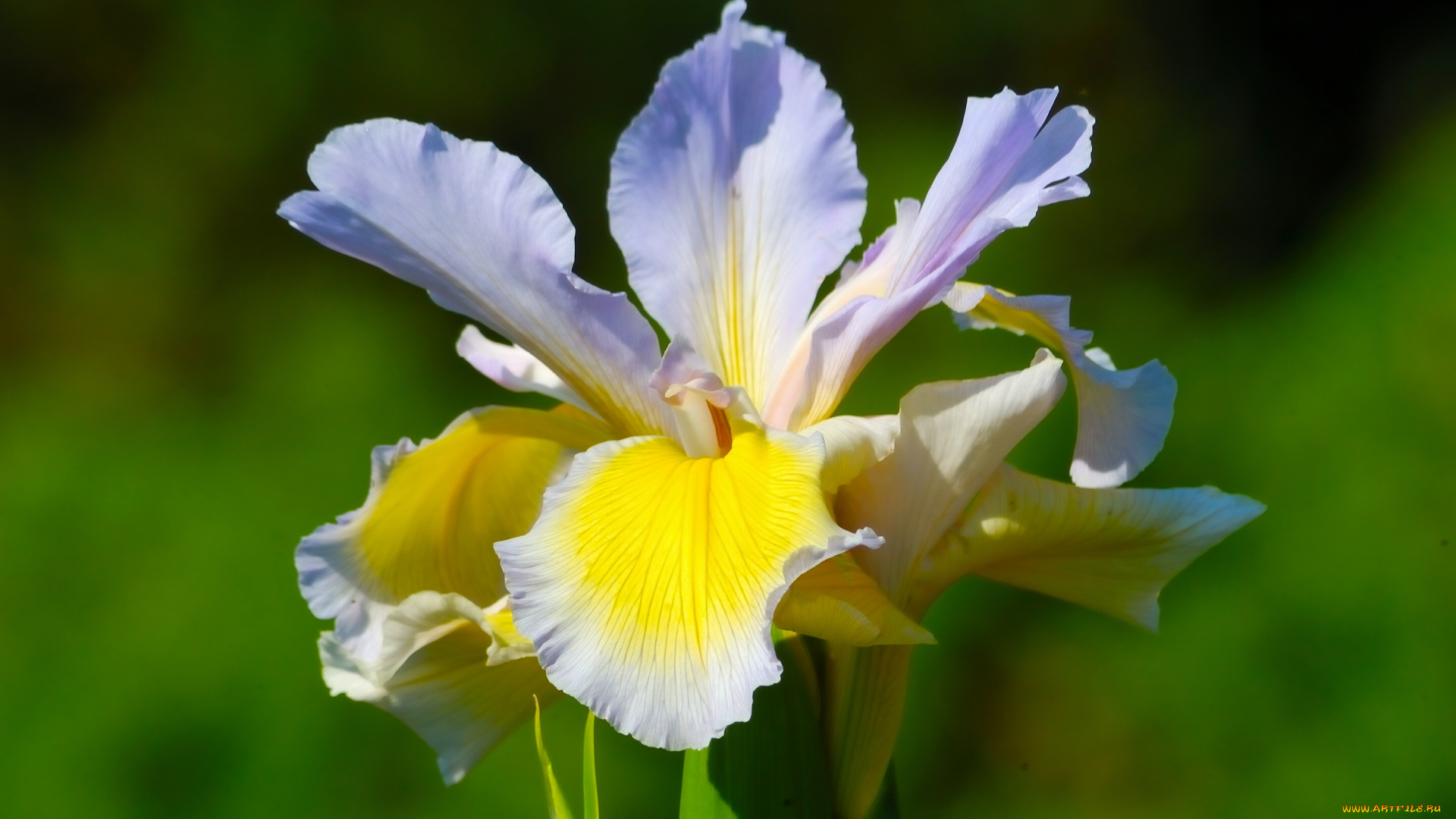 цветы, ирисы, ирис, касатик, макро, лепестки