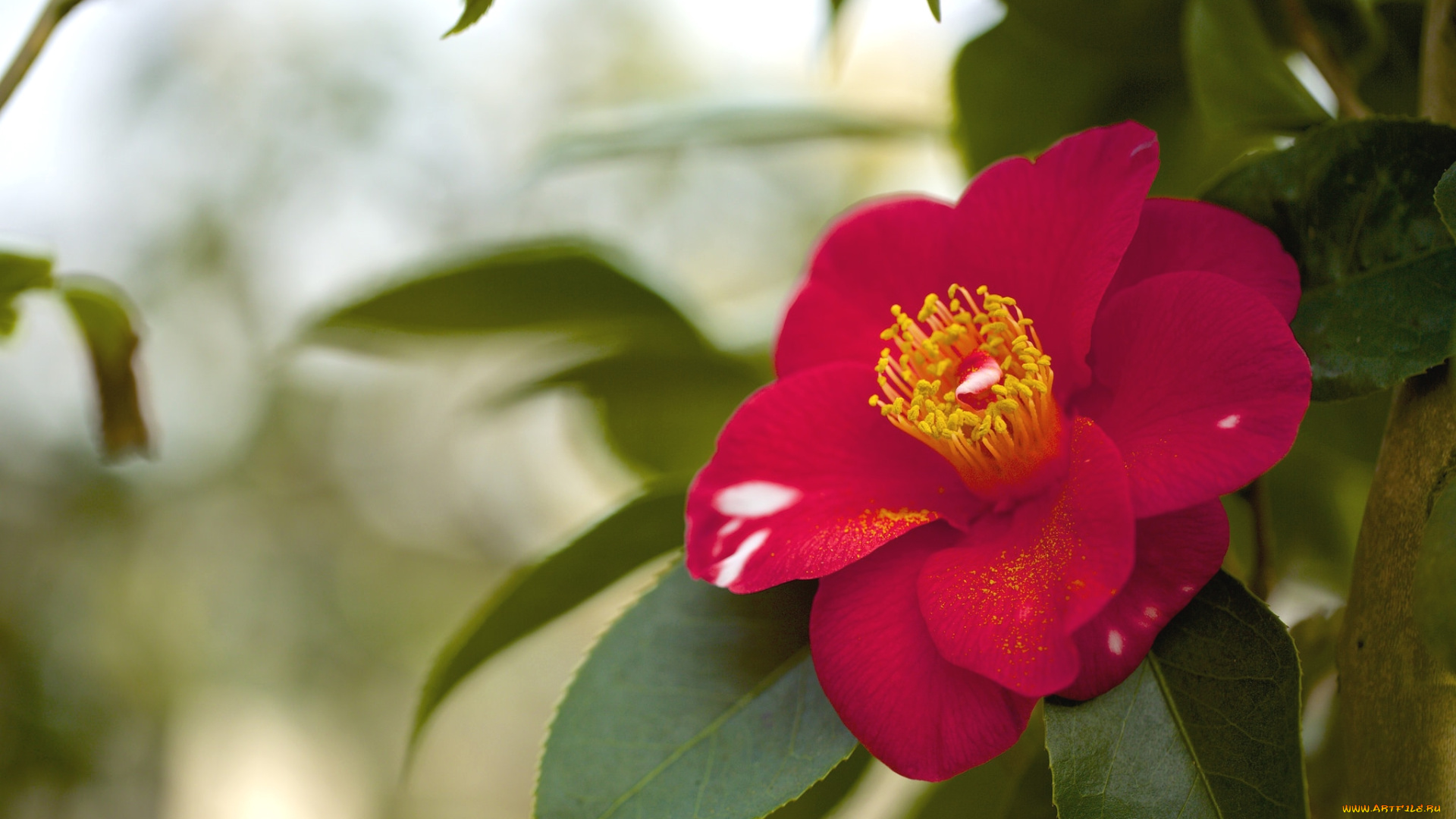 цветы, камелии, красный