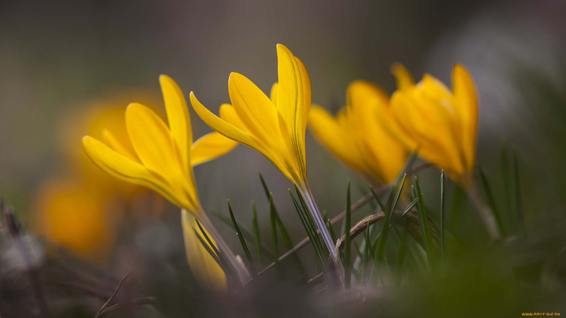цветы, крокусы, макро, весна, трава, лепестки, желтые
