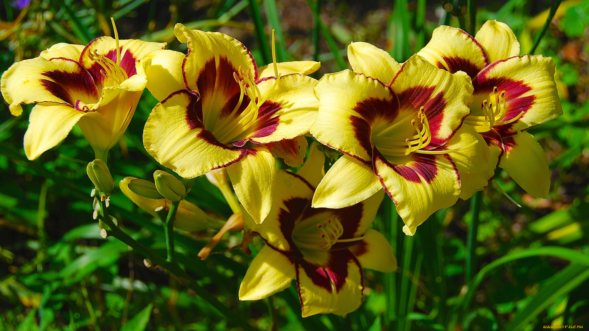 цветы, лилии, , лилейники, клумба, цветки