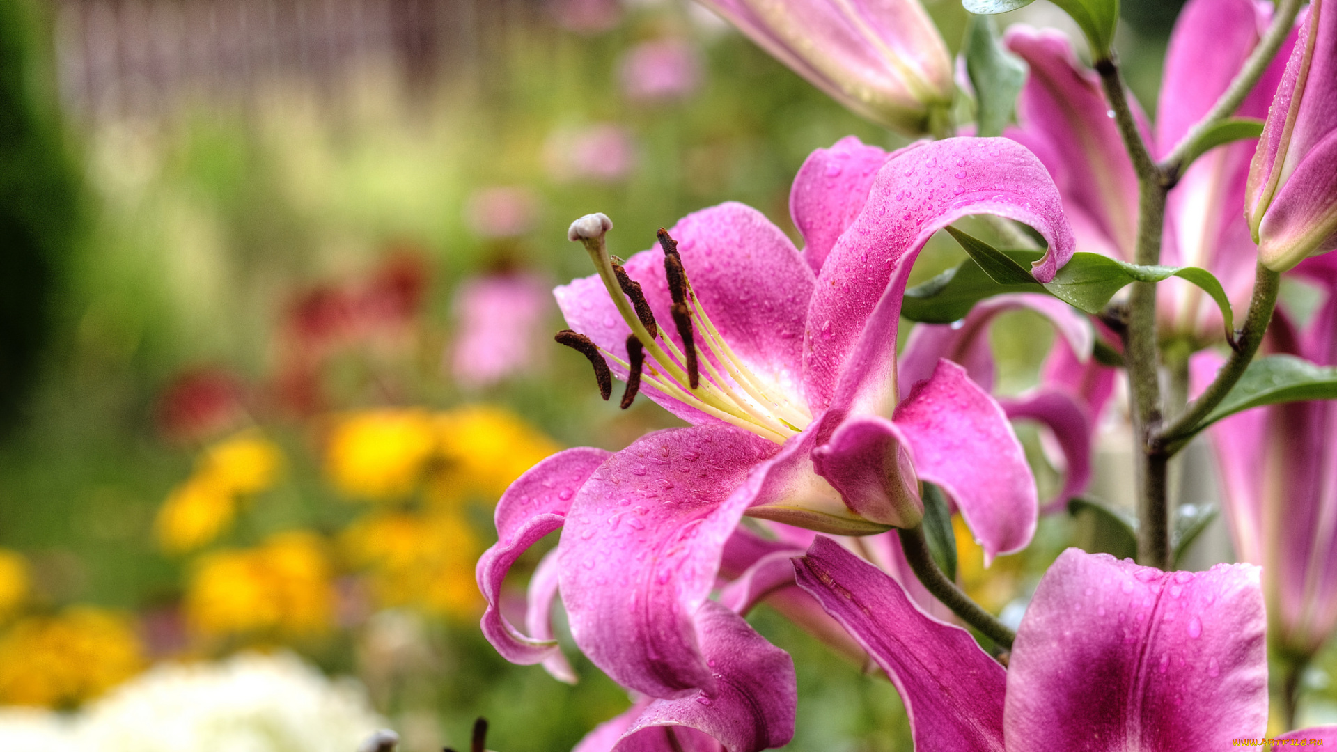 цветы, лилии, , лилейники, розовые, цветение