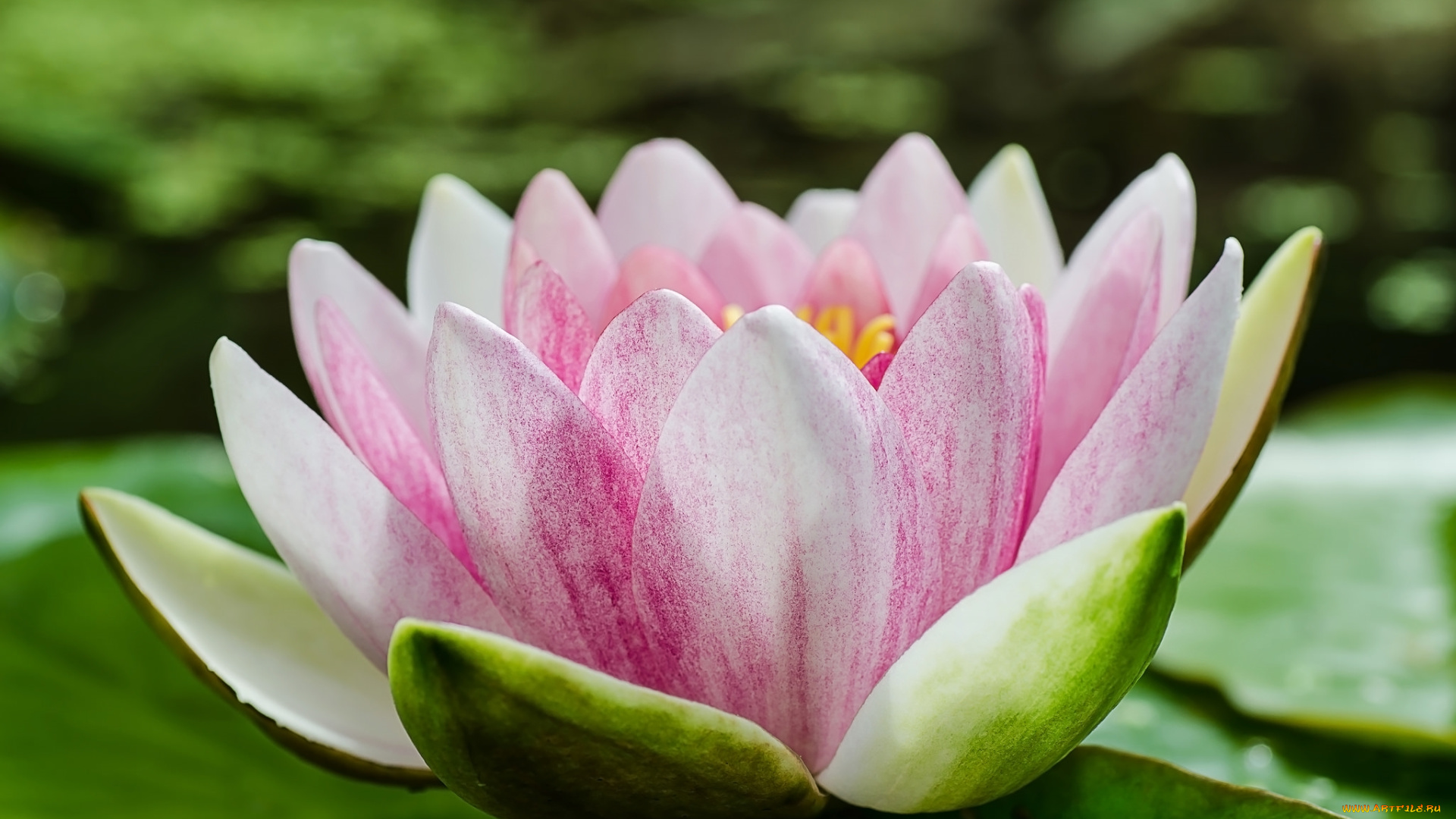 цветы, лилии, водяные, , нимфеи, , кувшинки, макро