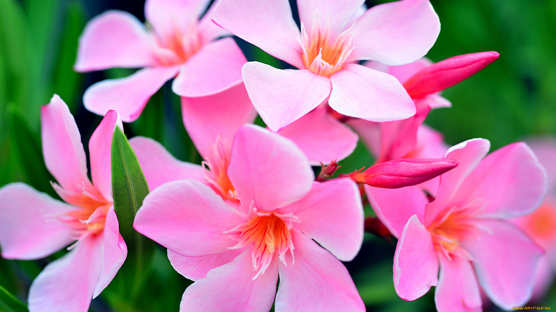 цветы, олеандры, розовый
