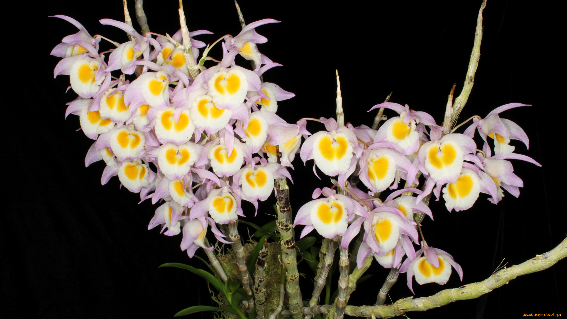 цветы, орхидеи