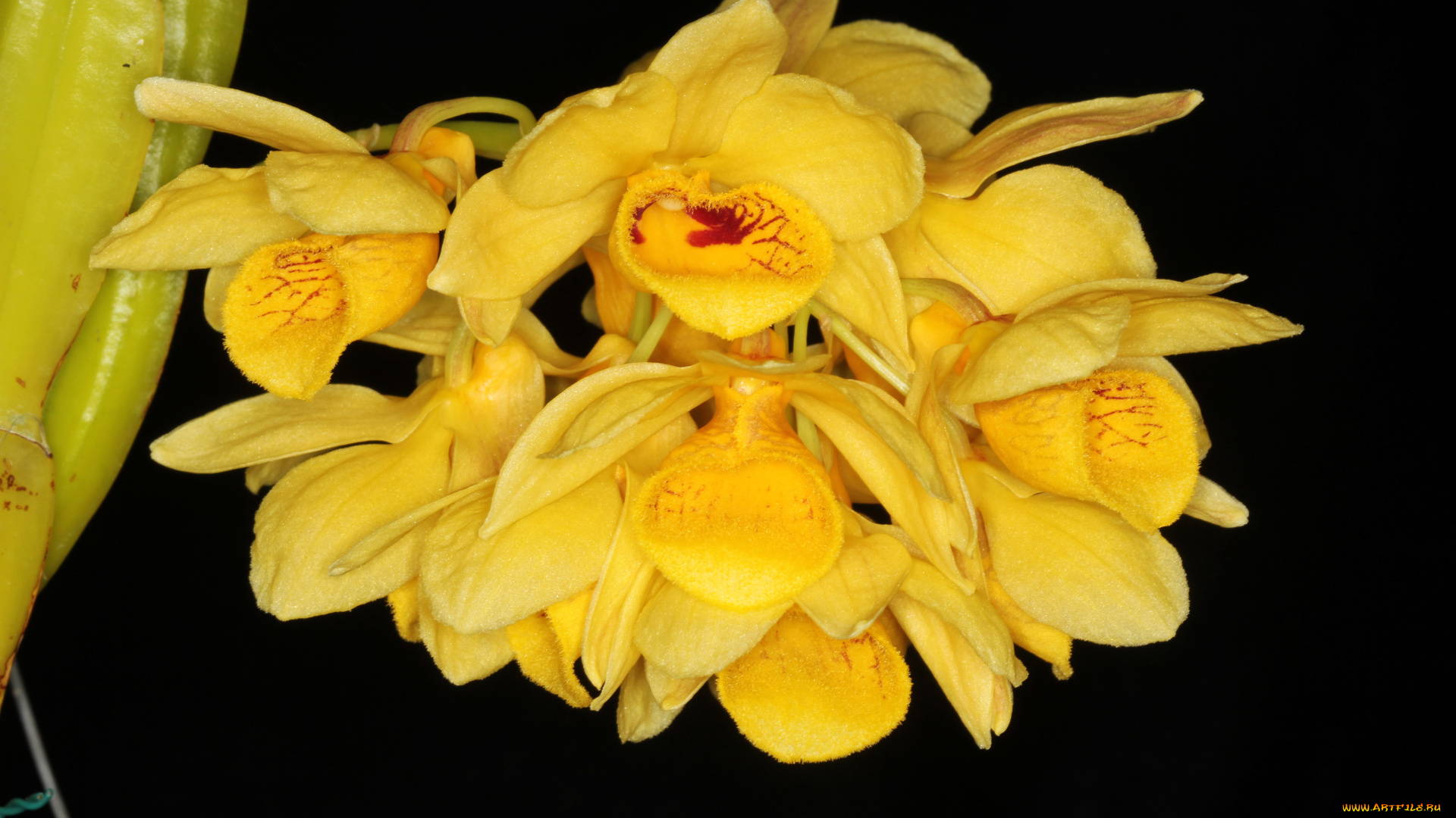 цветы, орхидеи, желтые