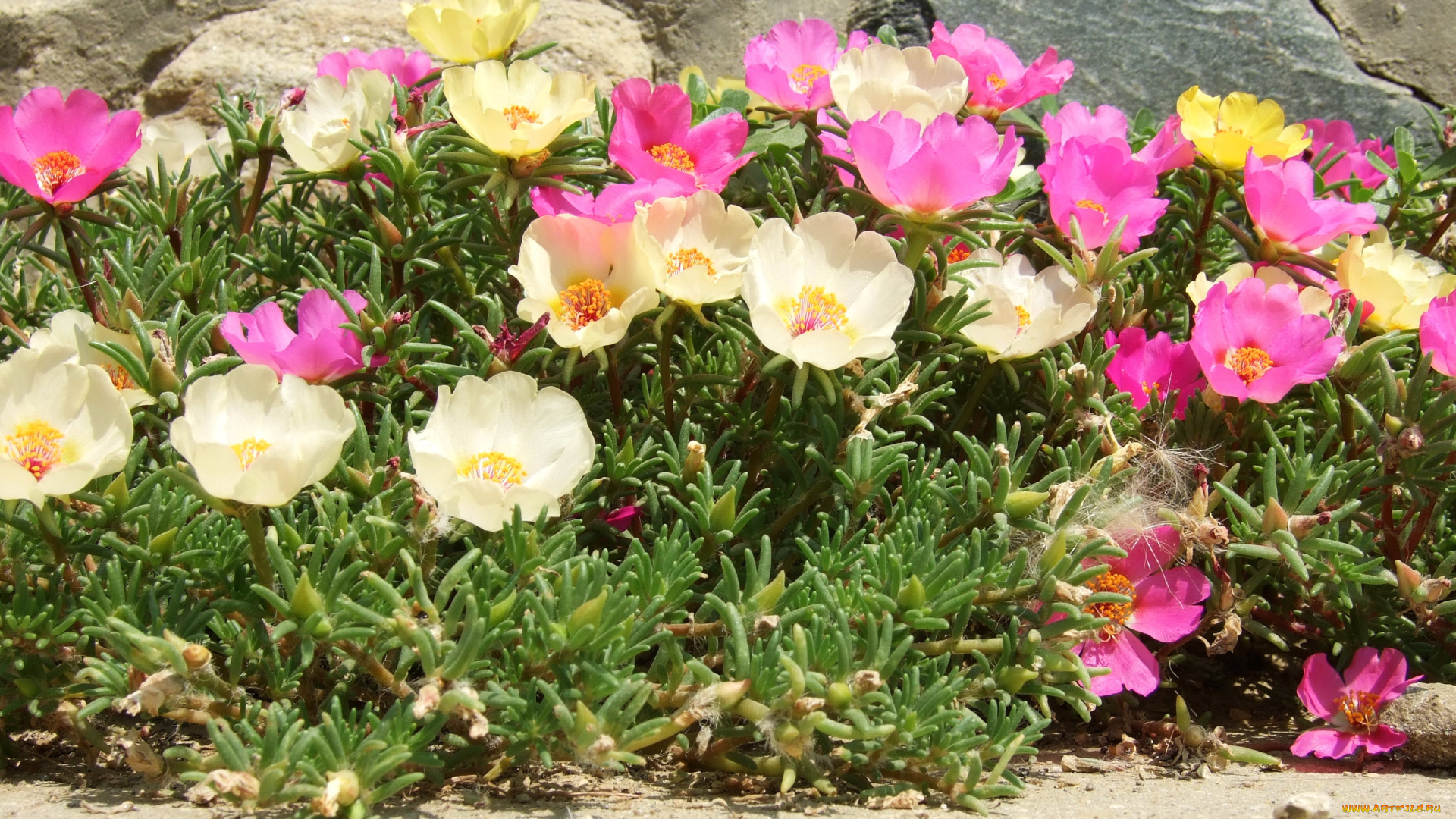 цветы, портулак, дандур, portulaca