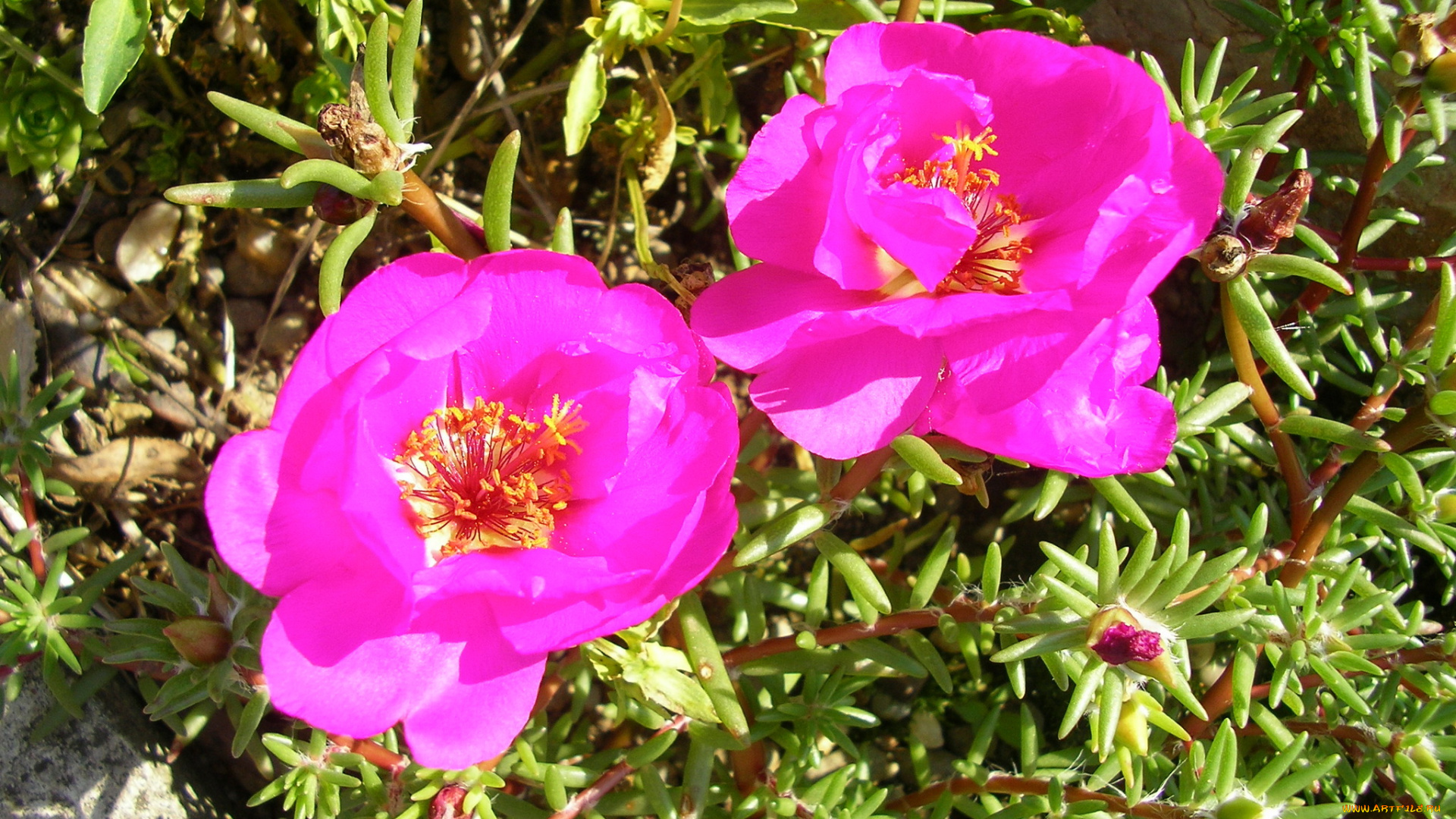 цветы, портулак, дандур, portulaca, розовый