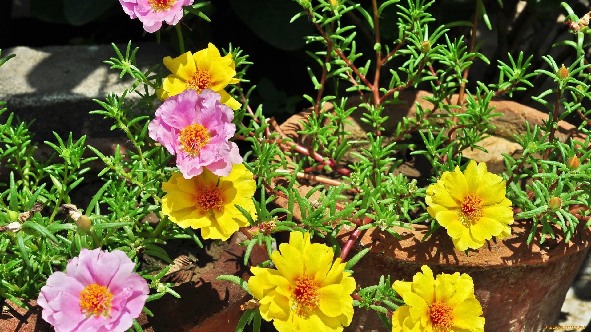 цветы, портулак, portulaca, дандур