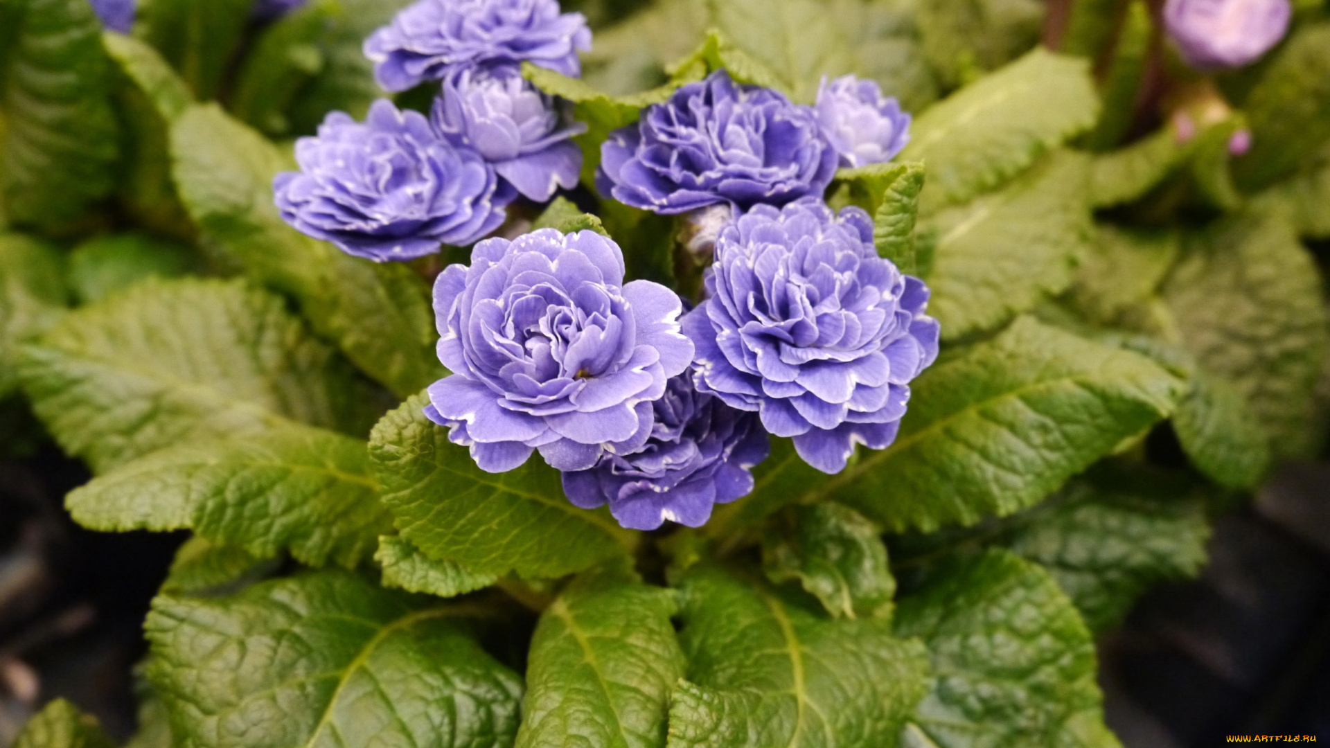 цветы, примулы, сереневая, примула