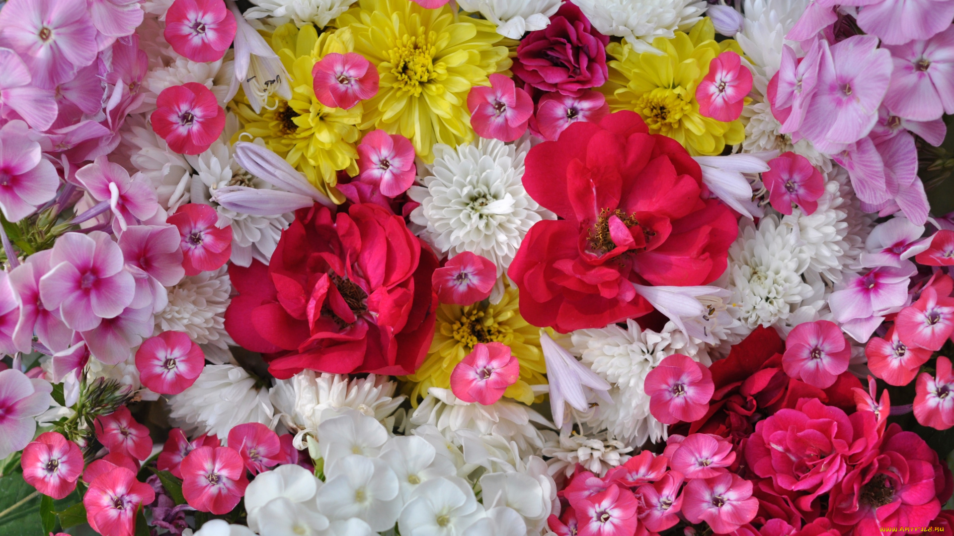 цветы, разные, вместе, хризантемы, флоксы