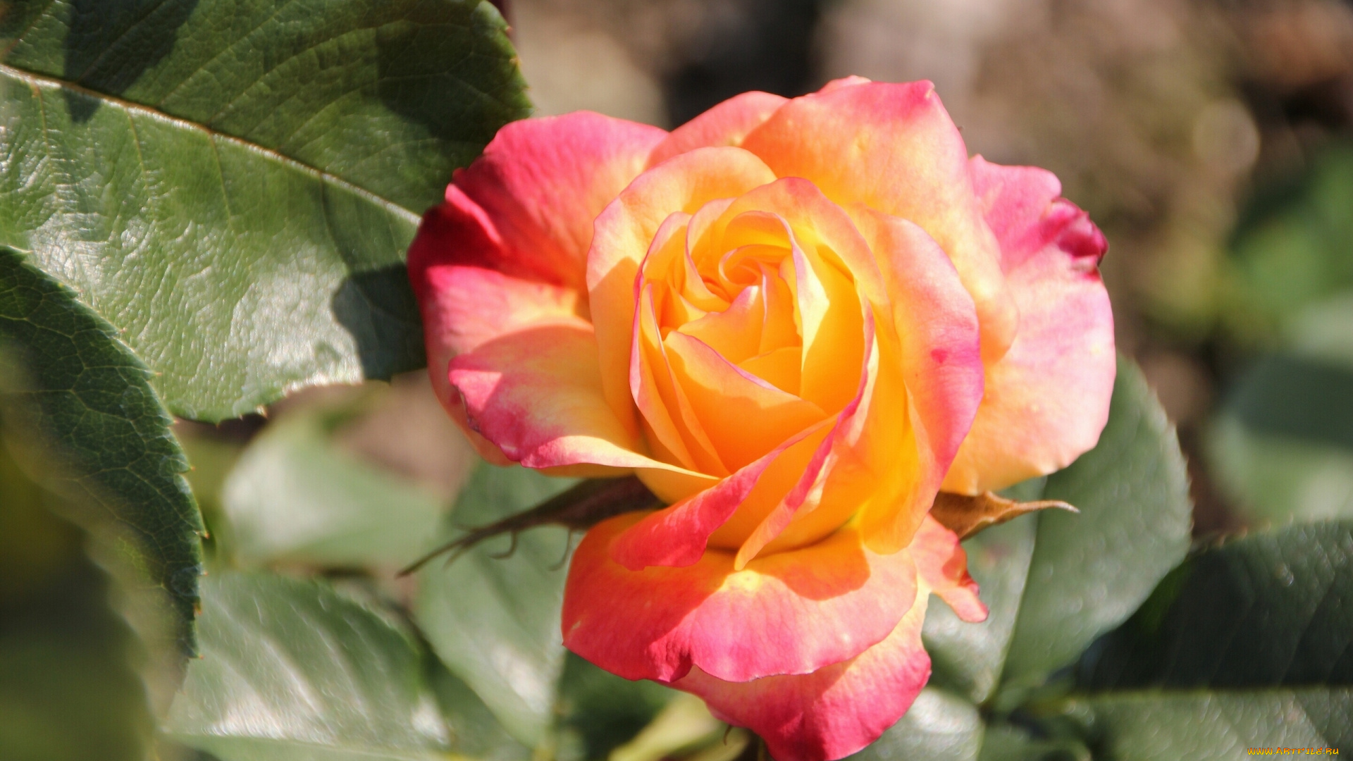 цветы, розы, бутон, роза, макро