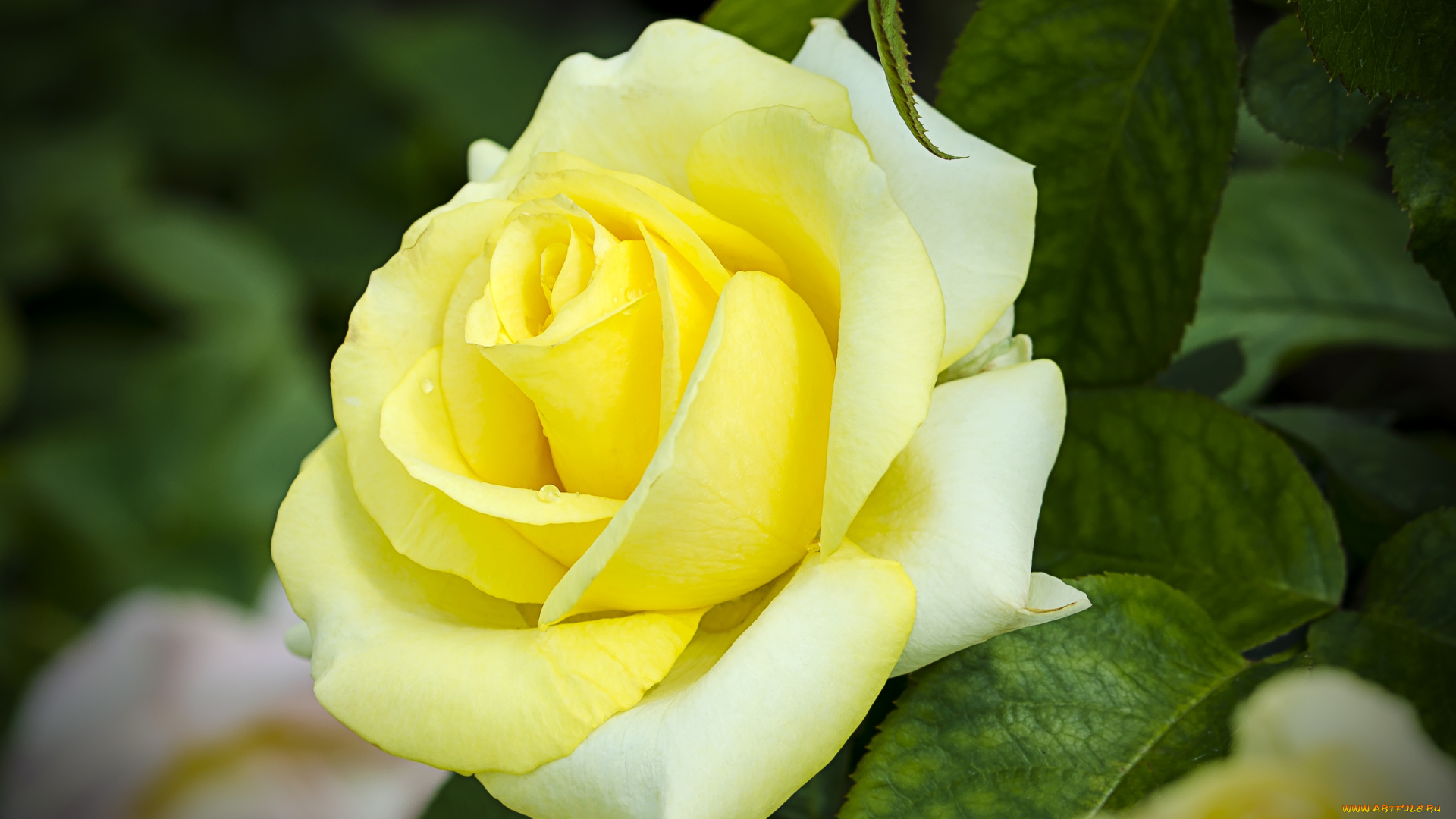 цветы, розы, макро