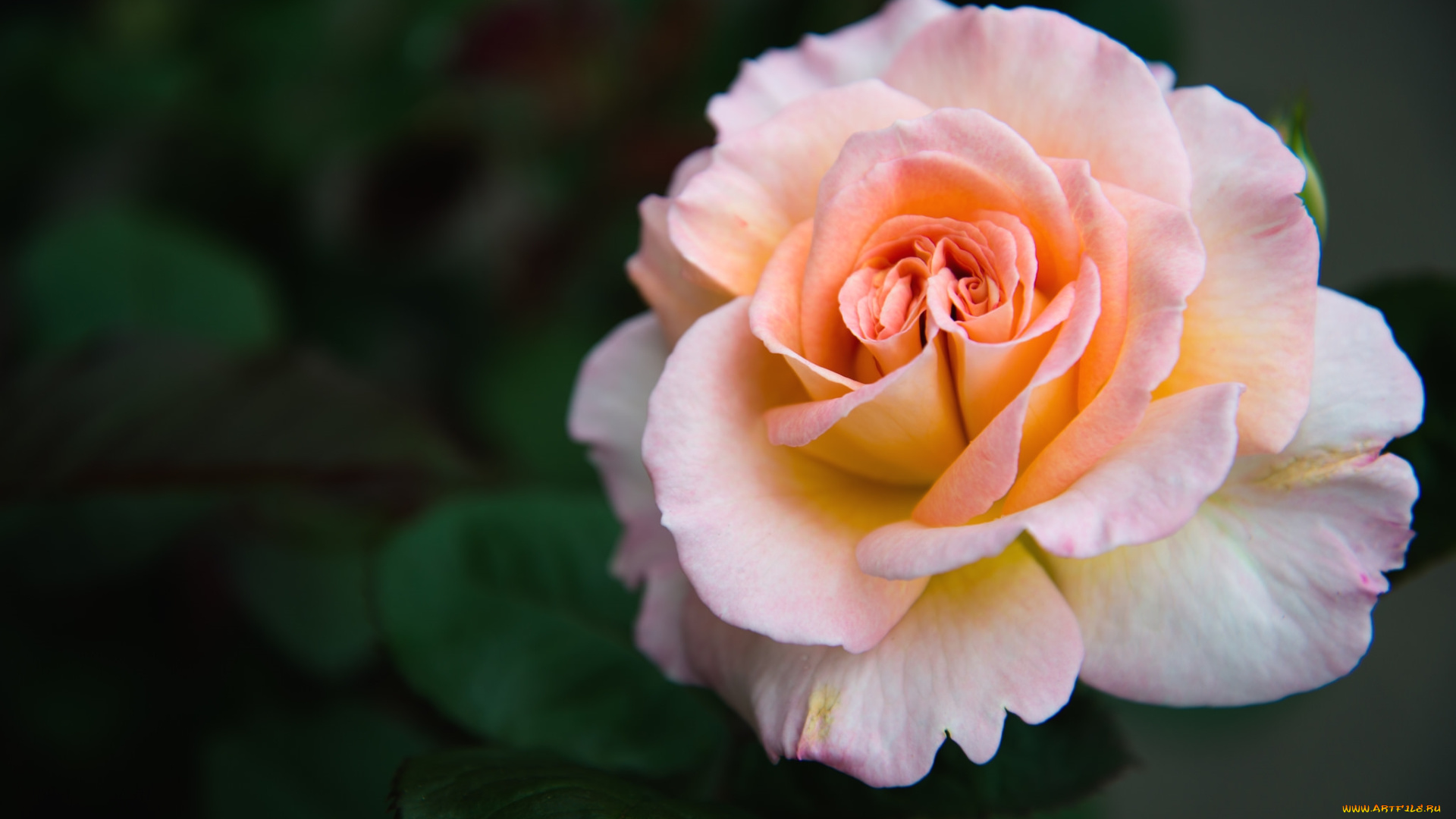 цветы, розы, макро