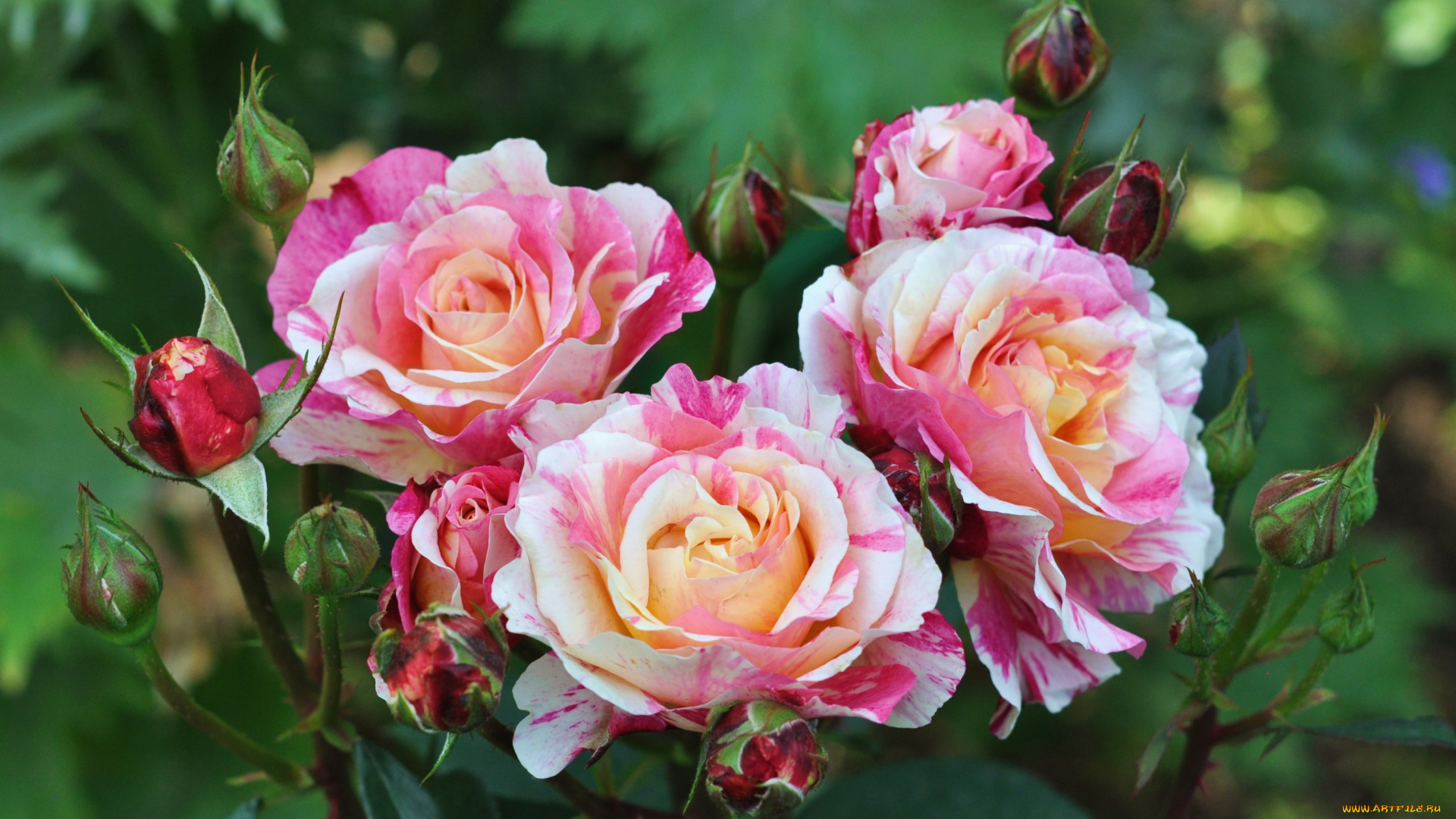 цветы, розы, пестрый