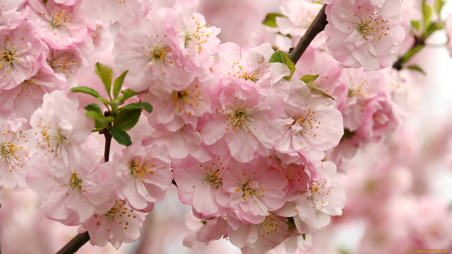 цветы, сакура, , вишня, весна